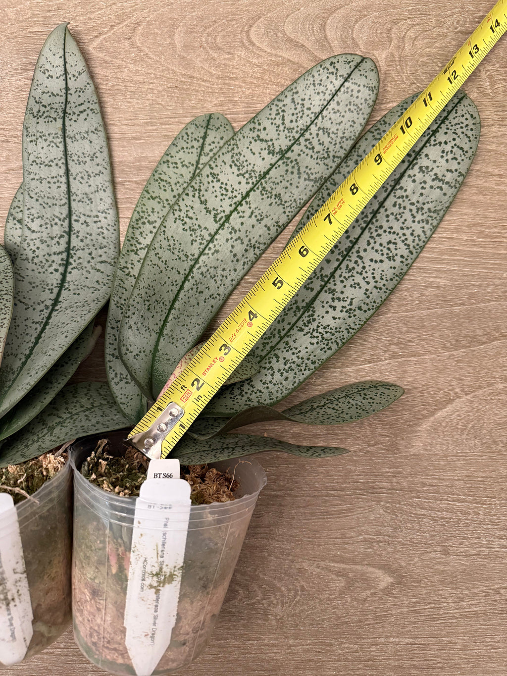Phalaenopsis (schilleriana ‘Sliver Fox’ x schilleriana ‘Sliver Dragon’) BTS66