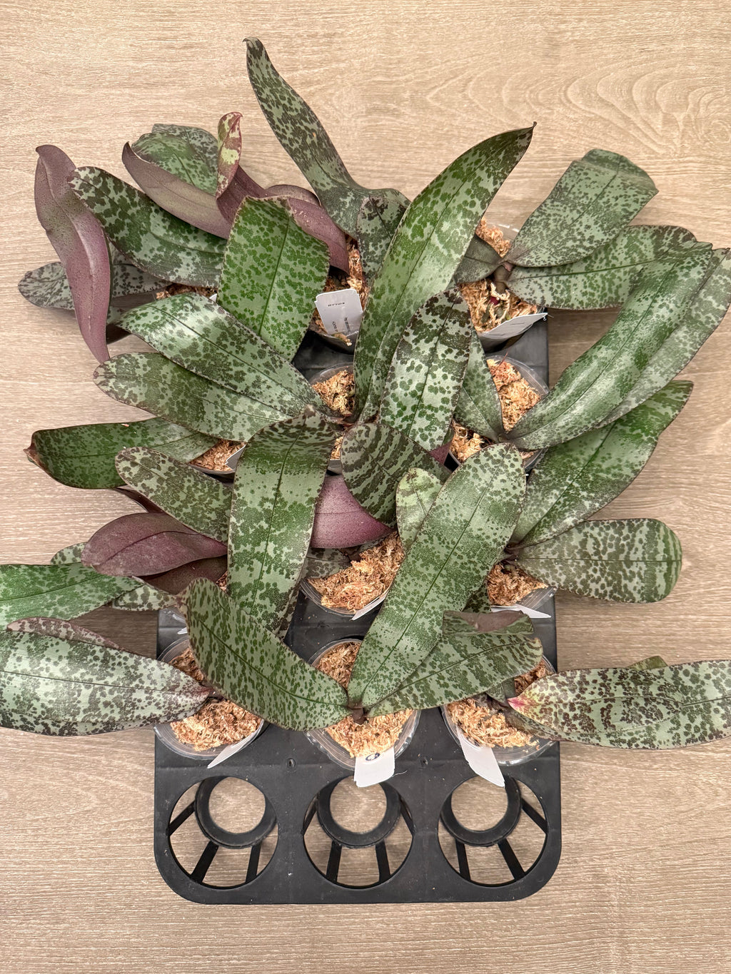 Phalaenopsis celebensis x sib