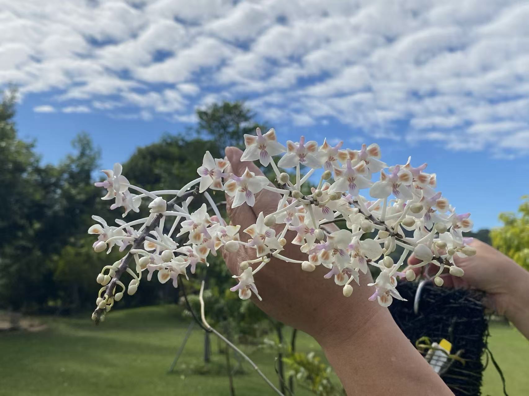 Phalaenopsis celebensis x sib