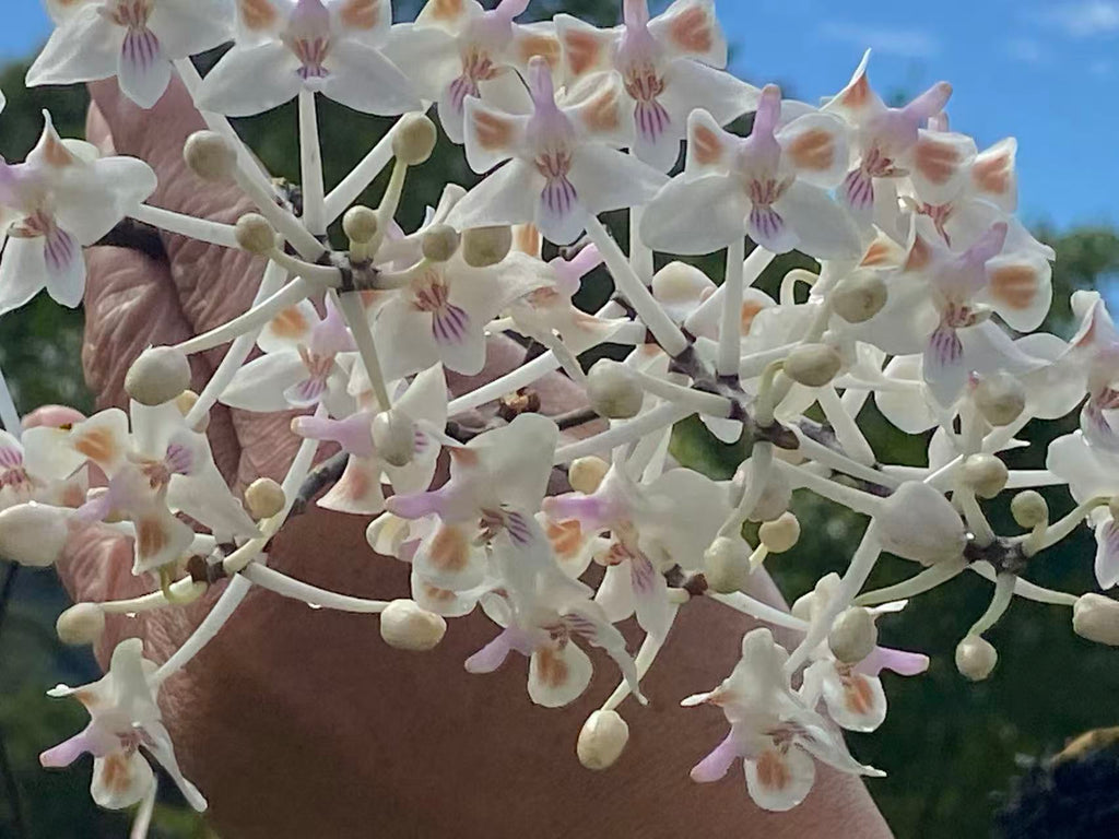 Phalaenopsis celebensis x sib