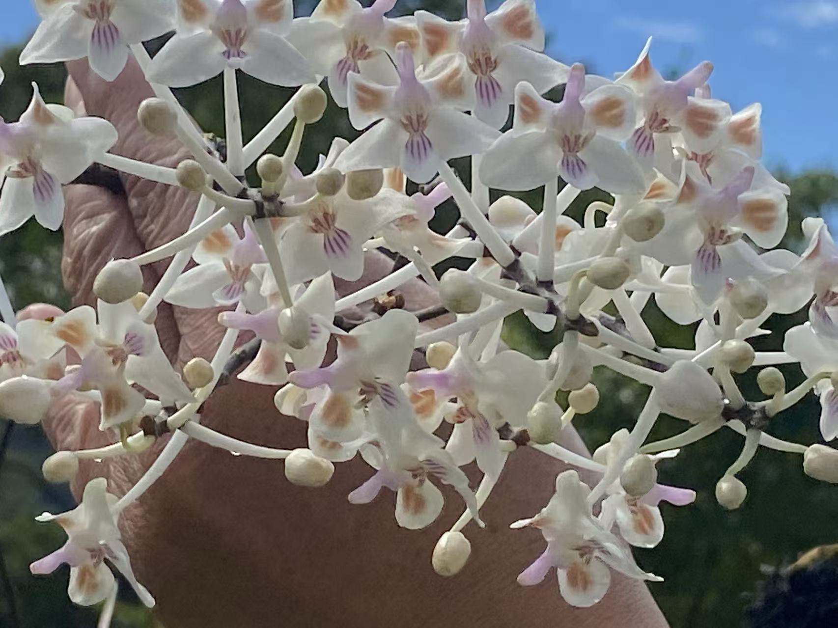 Phalaenopsis celebensis x sib