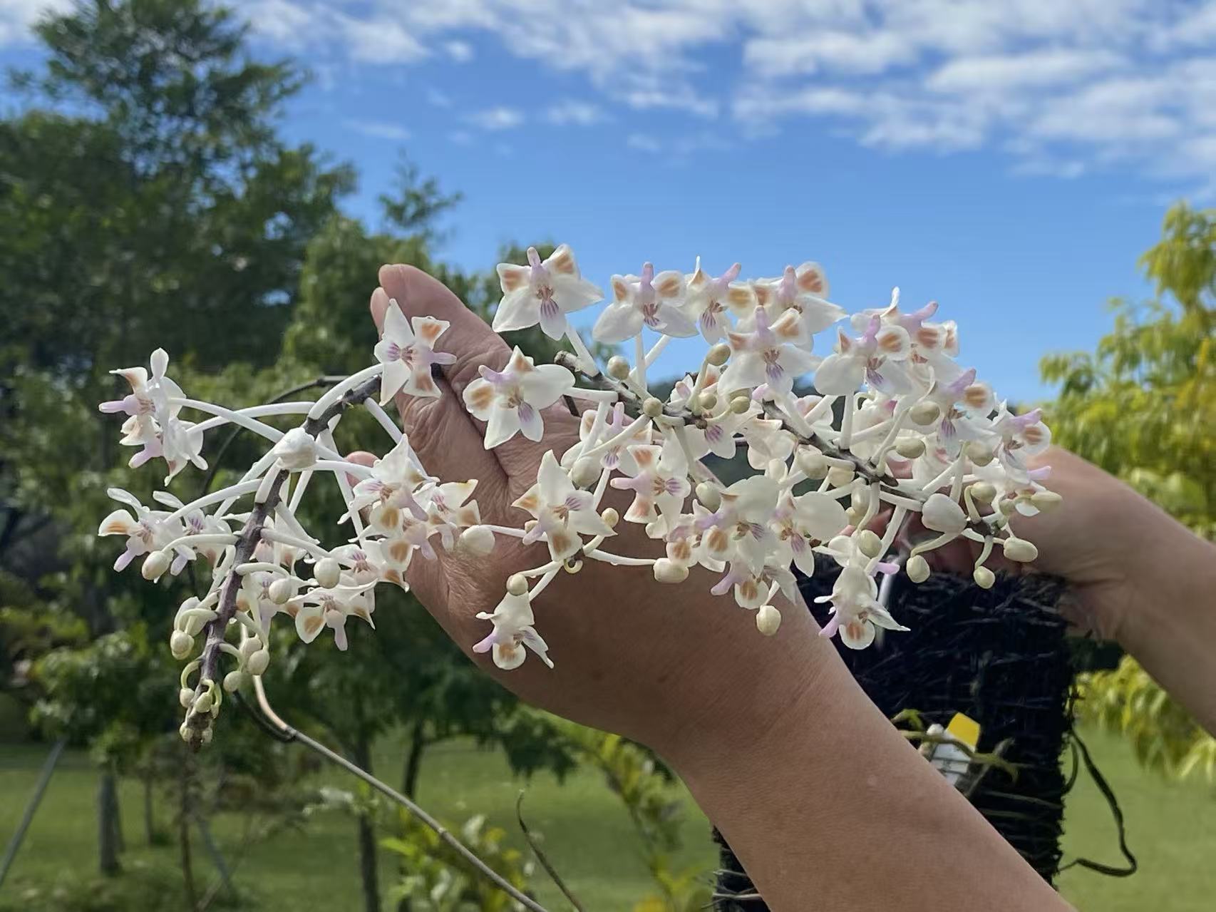 Phalaenopsis celebensis x sib