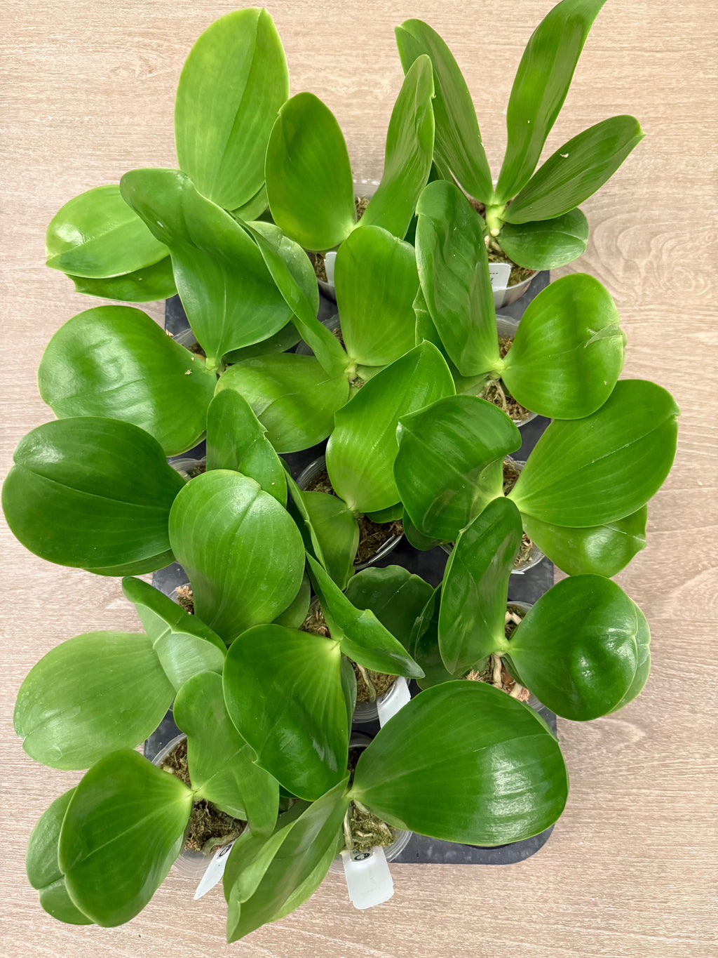 Phalaenopsis (Chang Maw Jade x Mituo Reflex Dragon) BTA328