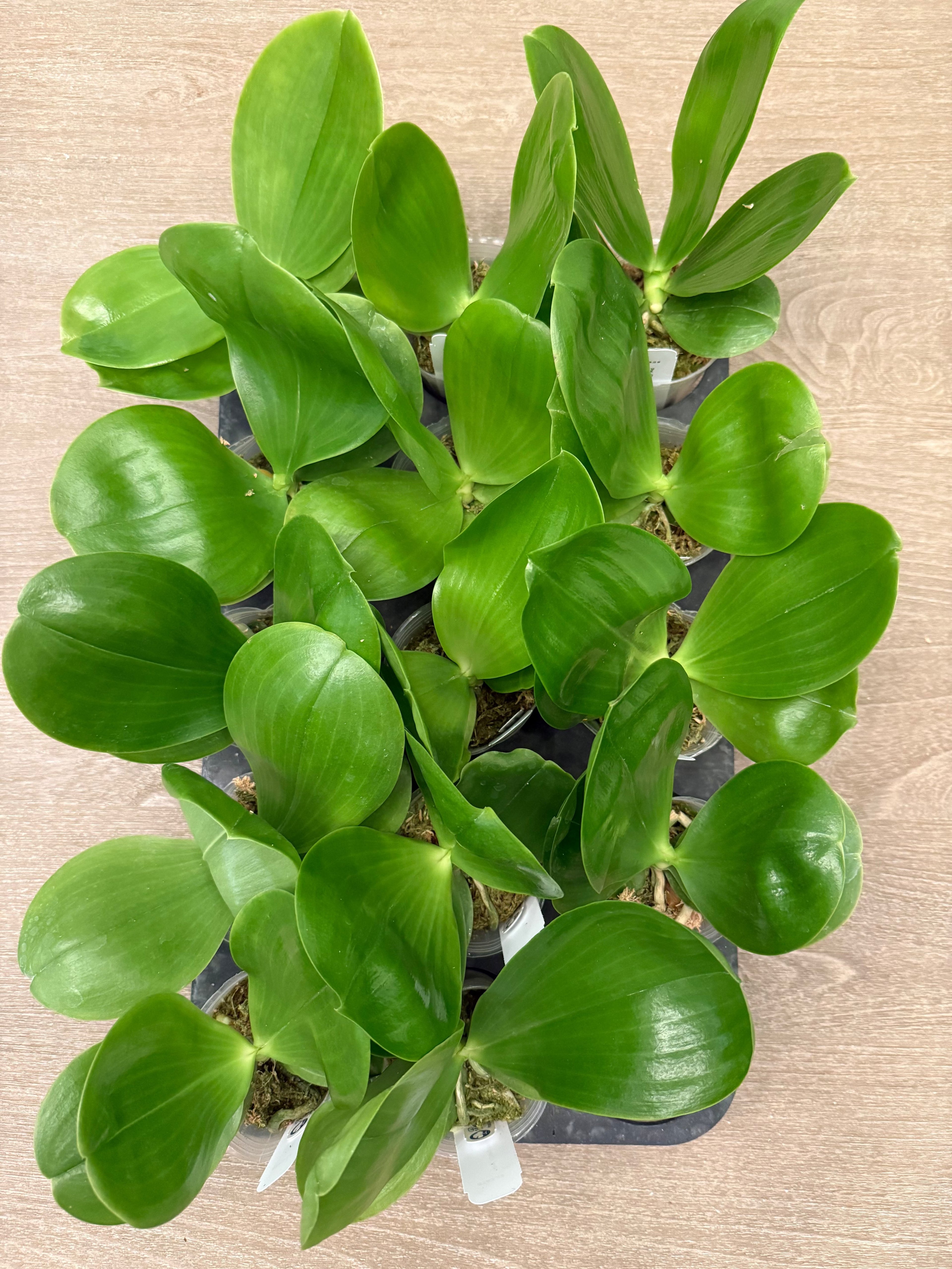 Phalaenopsis (Chang Maw Jade x Mituo Reflex Dragon) BTA328
