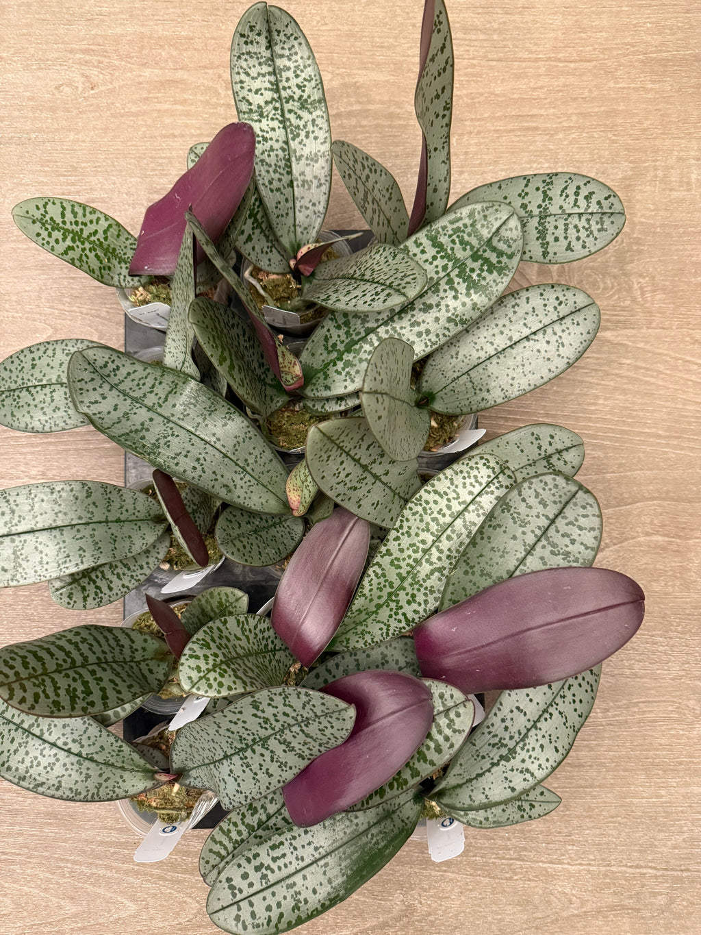 Phalaenopsis (schilleriana ‘流水银’ x schilleriana ‘冰晶’) BTA369