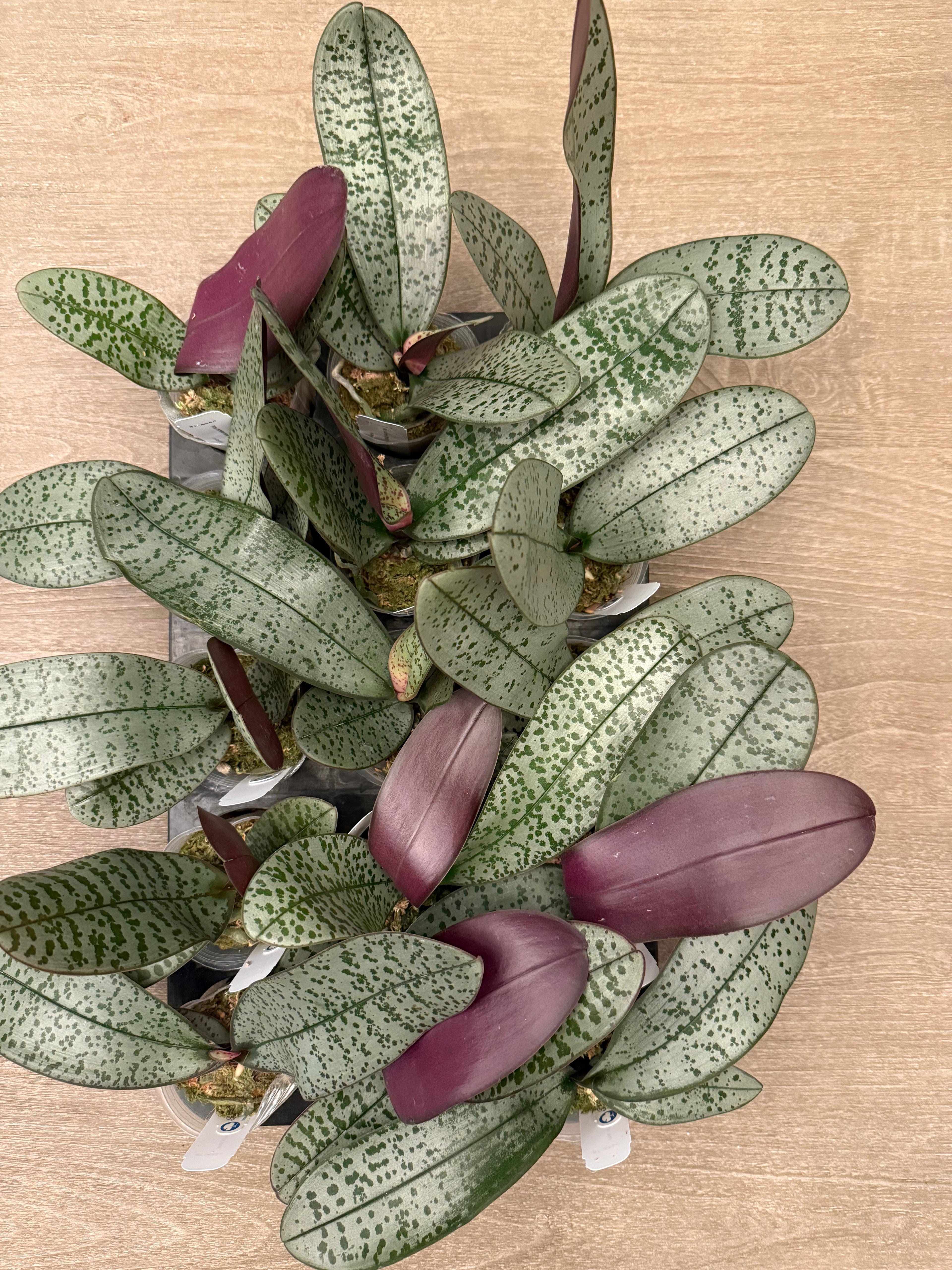 Phalaenopsis (schilleriana ‘流水银’ x schilleriana ‘冰晶’) BTA369