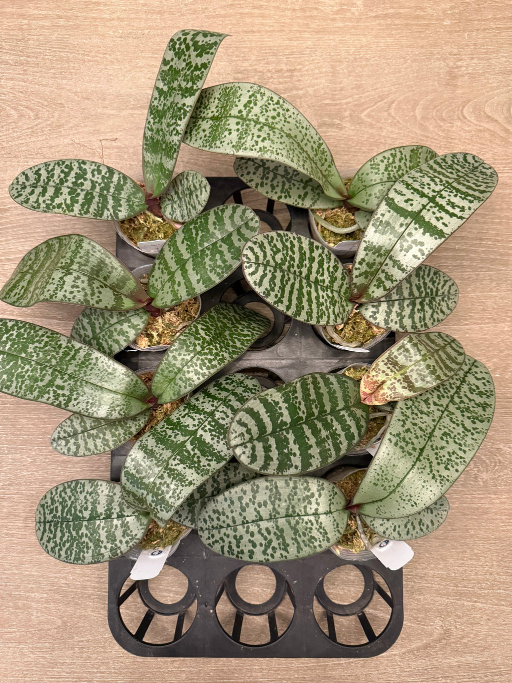 Phalaenopsis (Liouisiana Pixie x schilleriana ‘Giant Dragon’) BTA387