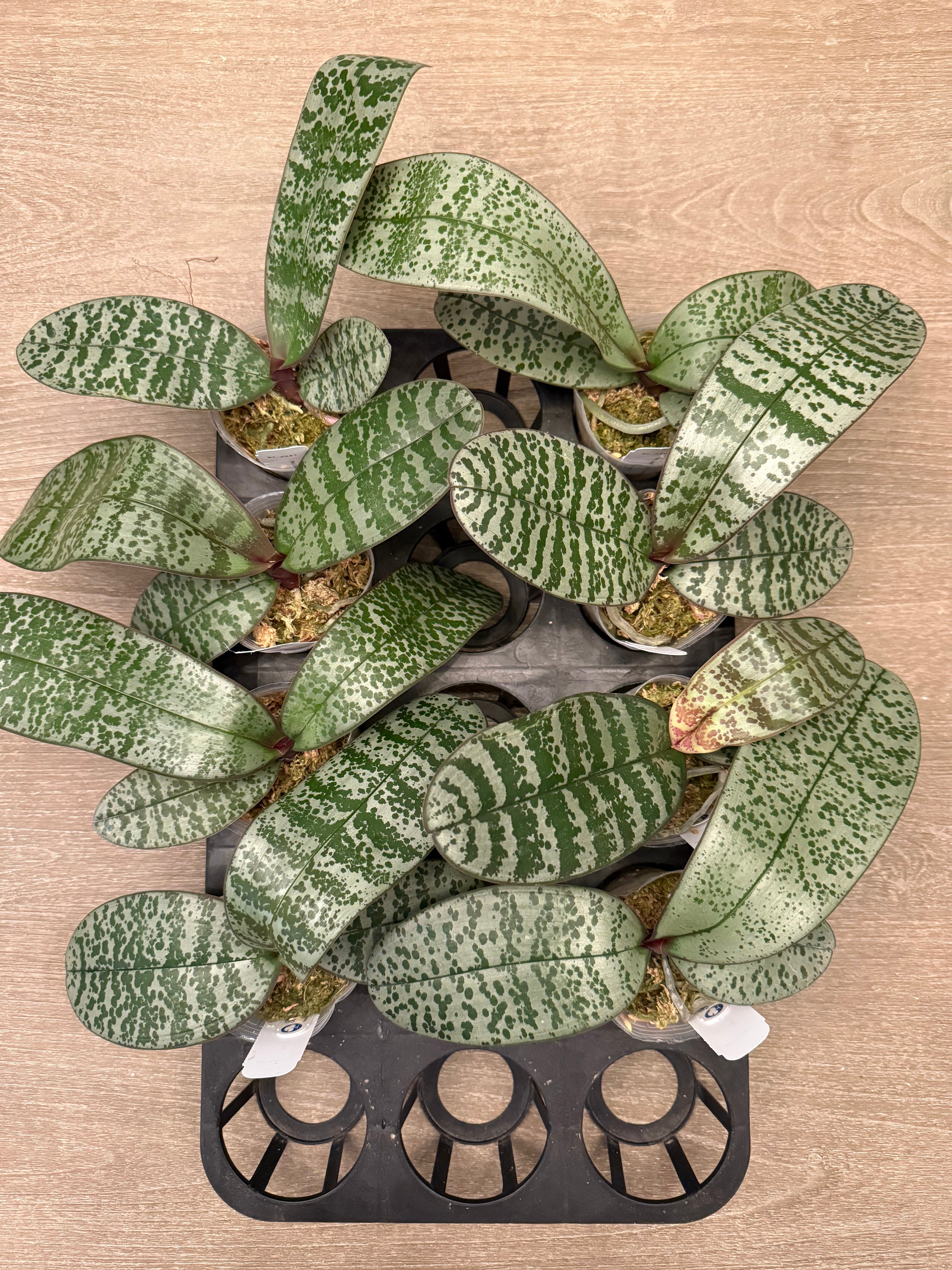 Phalaenopsis (Liouisiana Pixie x schilleriana ‘Giant Dragon’) BTA387