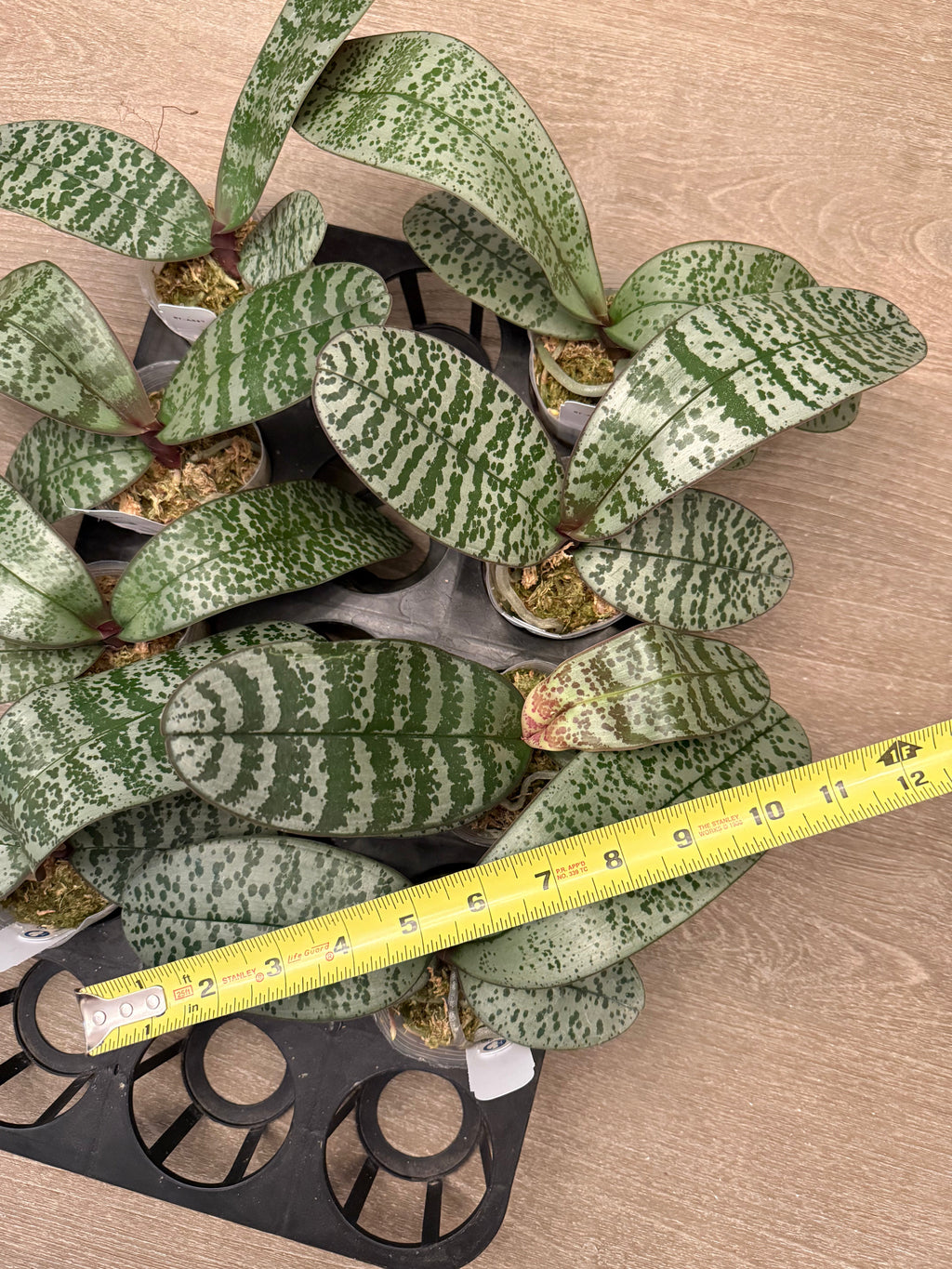 Phalaenopsis (Liouisiana Pixie x schilleriana ‘Giant Dragon’) BTA387
