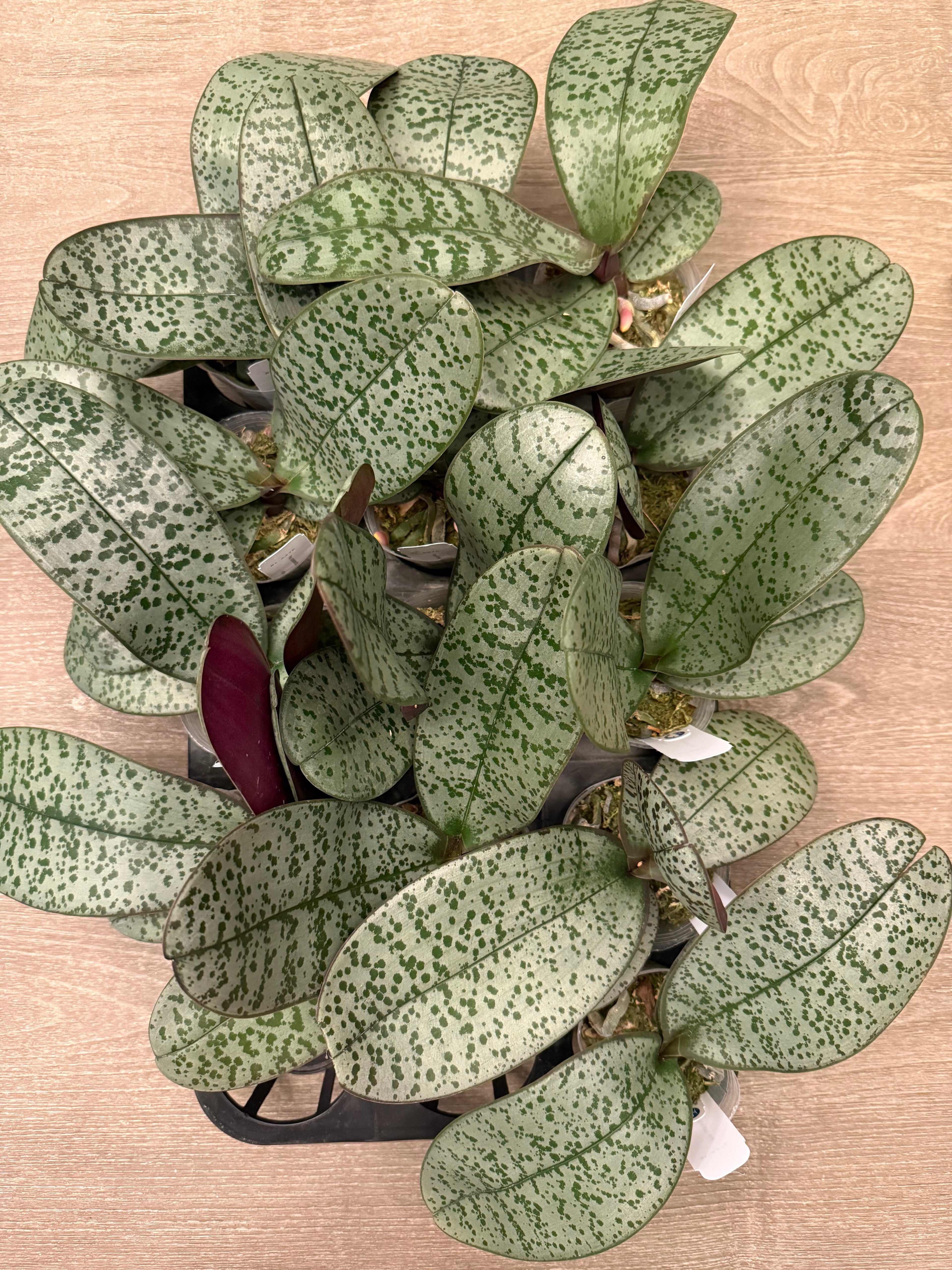 Phalaenopsis (schilleriana ‘Sliver Mountain’ x schilleriana ‘Milky Way’) BTA376