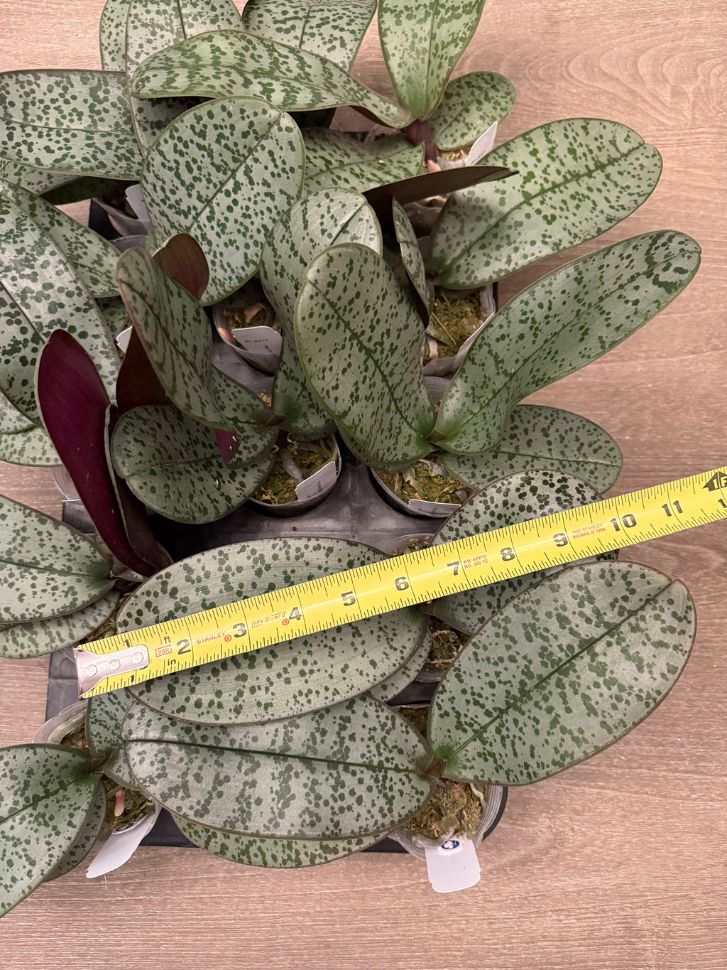Phalaenopsis (schilleriana ‘Sliver Mountain’ x schilleriana ‘Milky Way’) BTA376
