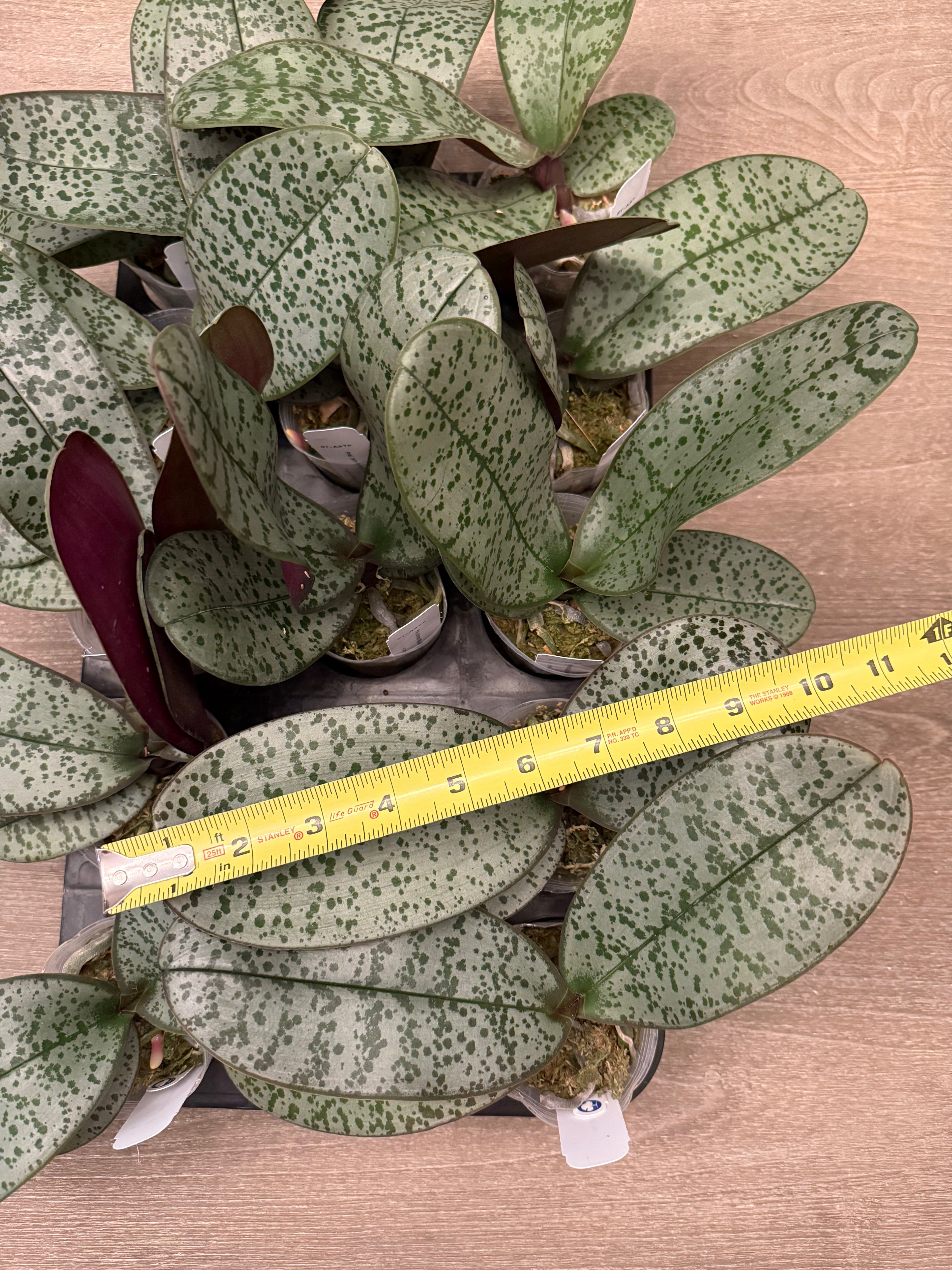 Phalaenopsis (schilleriana ‘Sliver Mountain’ x schilleriana ‘Milky Way’) BTA376