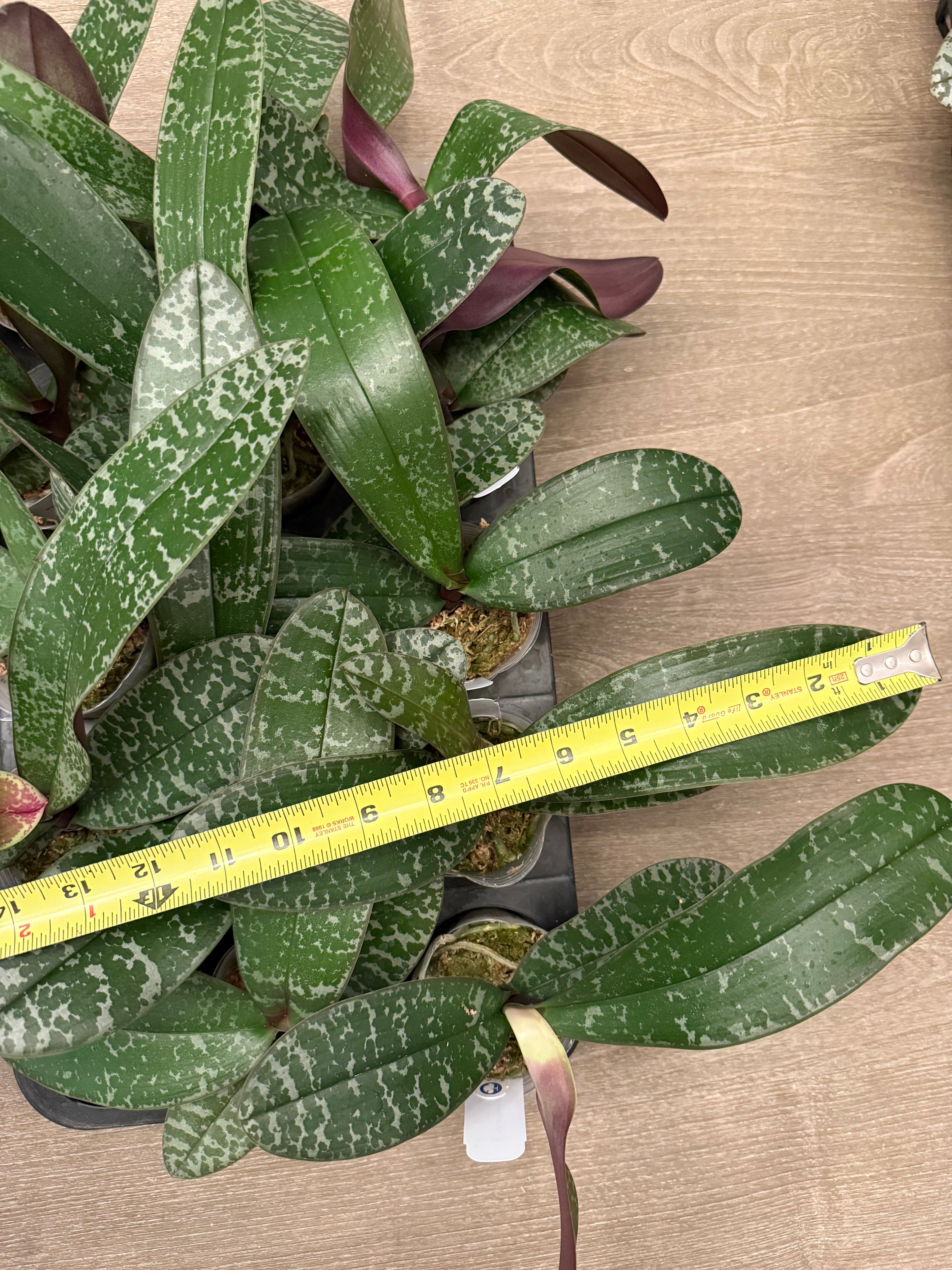 Phalaenopsis (schilleriana ‘风华年代’ x schilleriana ‘策马入林’) BTA357