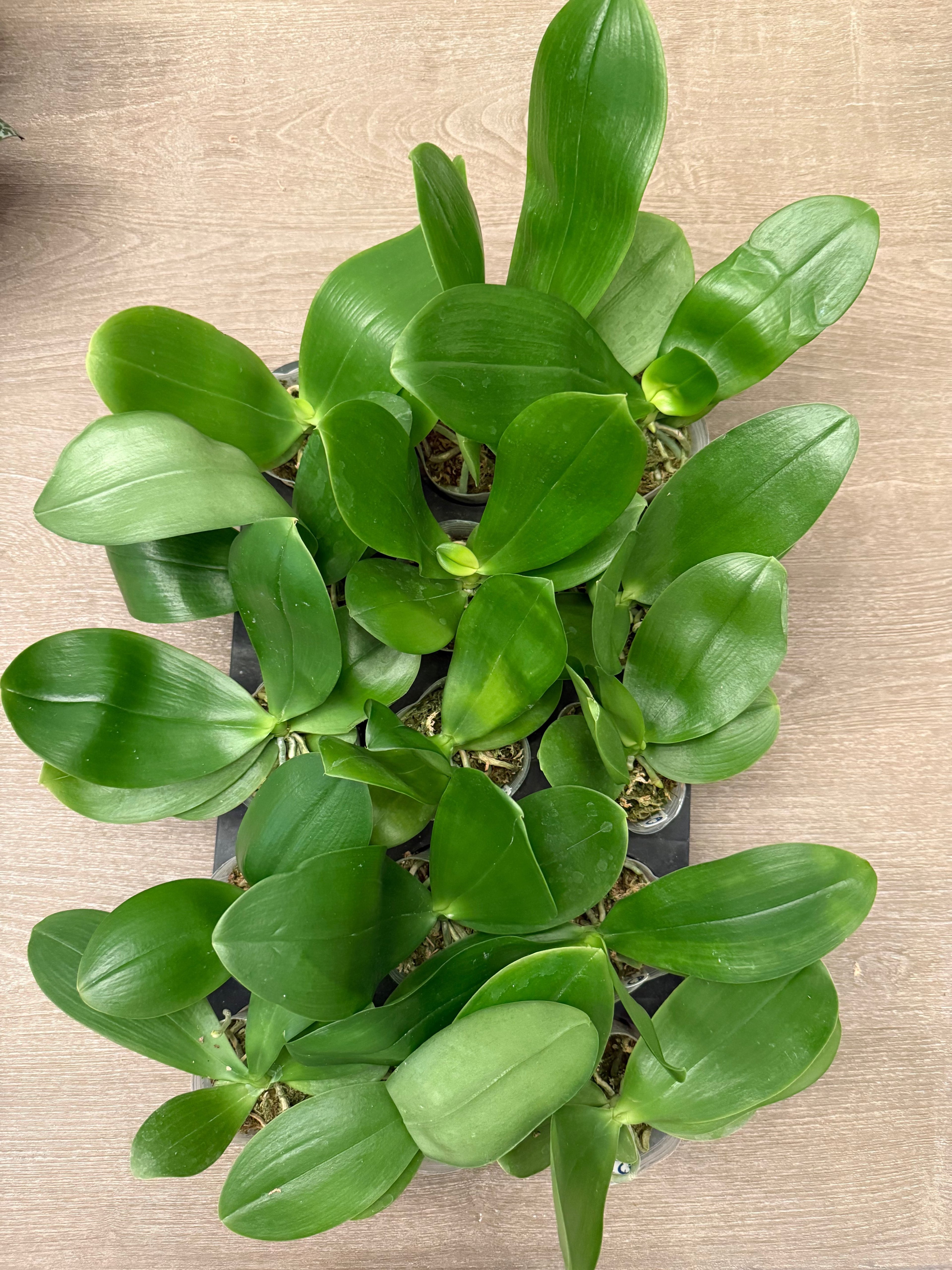 Phalaenopsis (Mituo Gigan Dragon X Lyndon Mix Zebra) BTA330