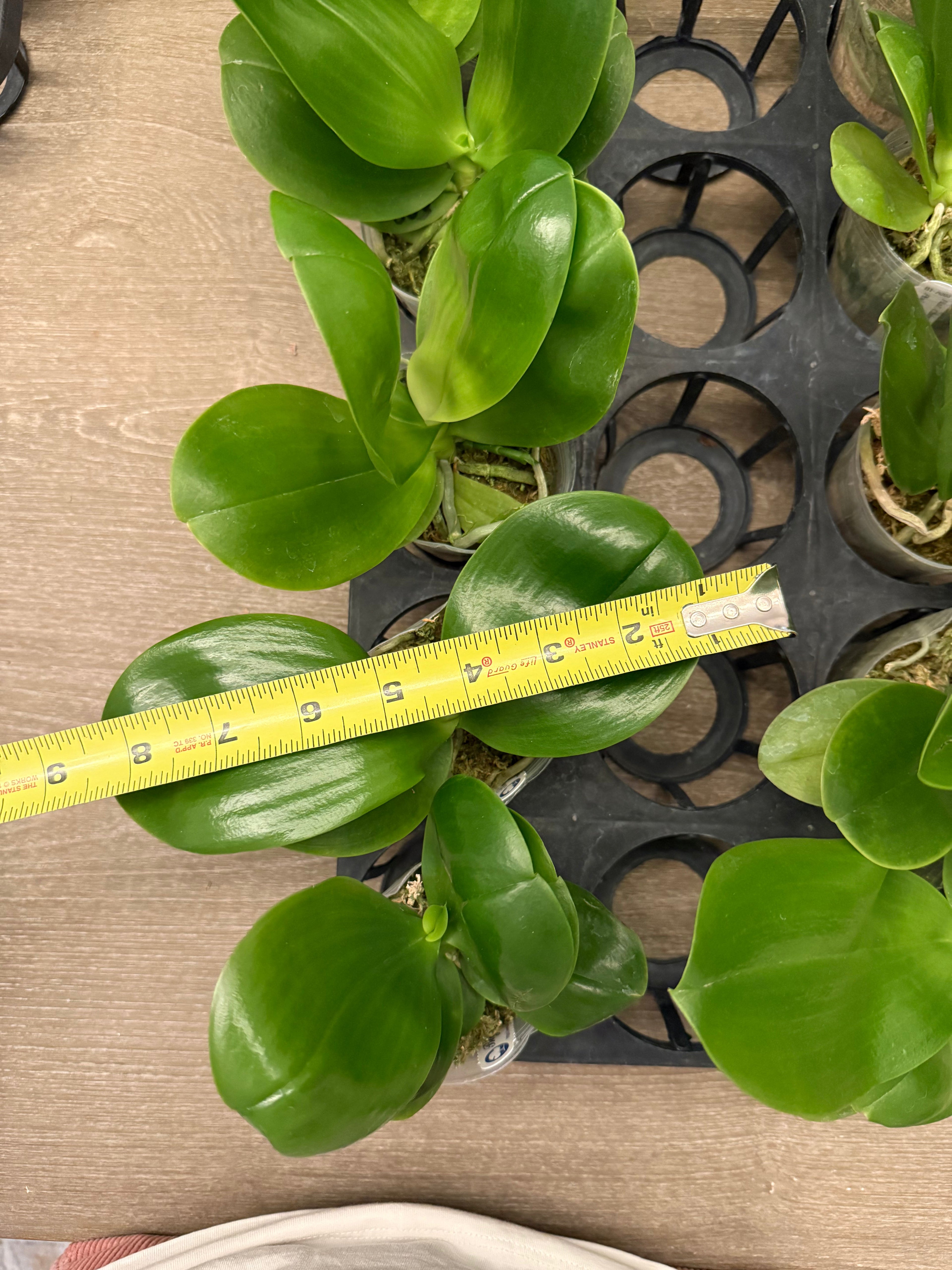 Phalaenopsis (Chang Maw Jade x Mituo Princess ‘B-10’) BTA503