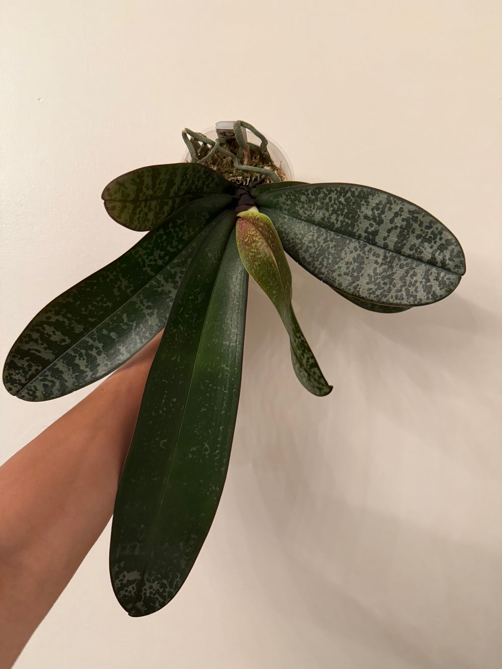 Phalaenopsis philippinensis ‘Big Tree’