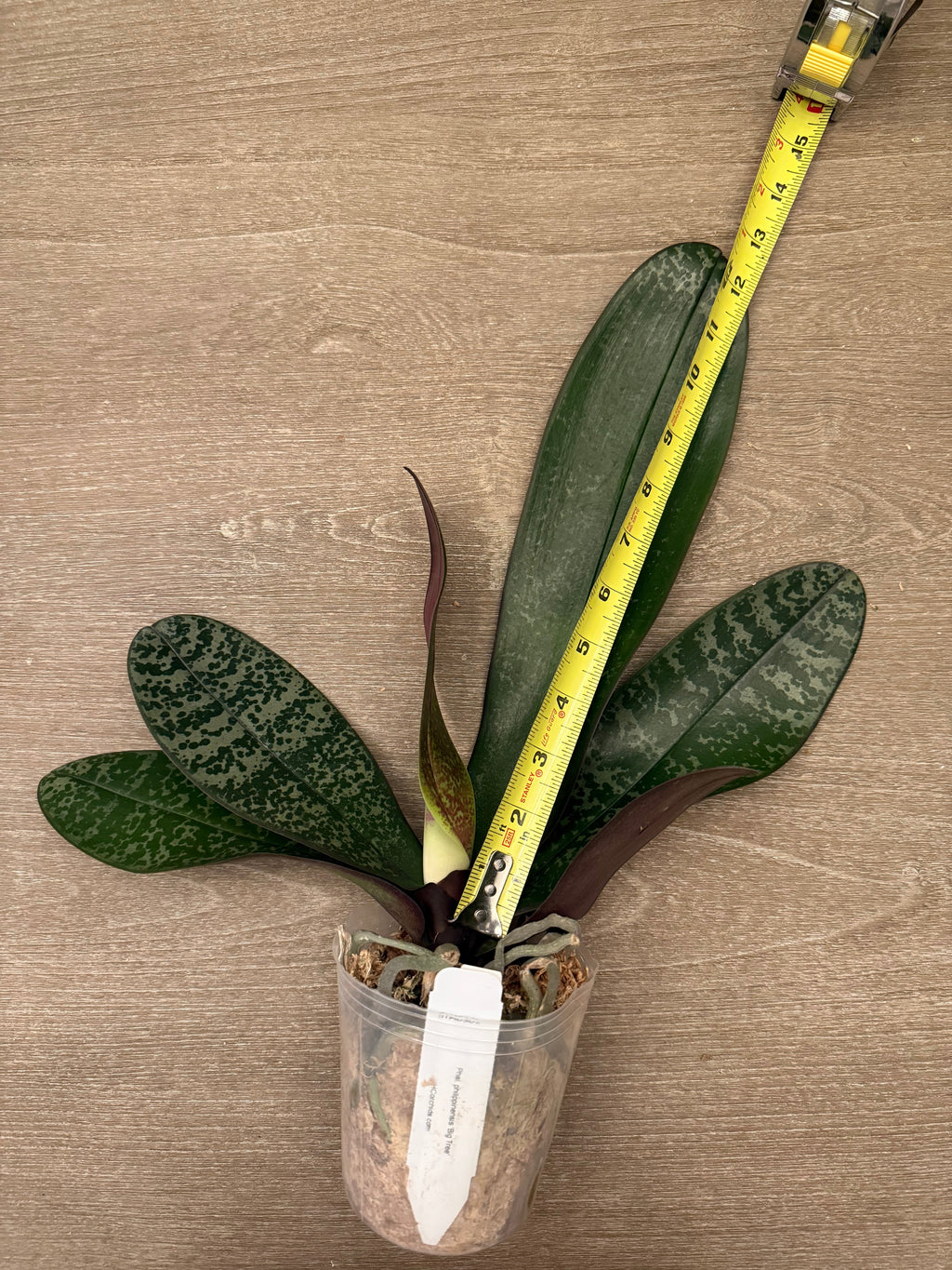 Phalaenopsis philippinensis ‘Big Tree’
