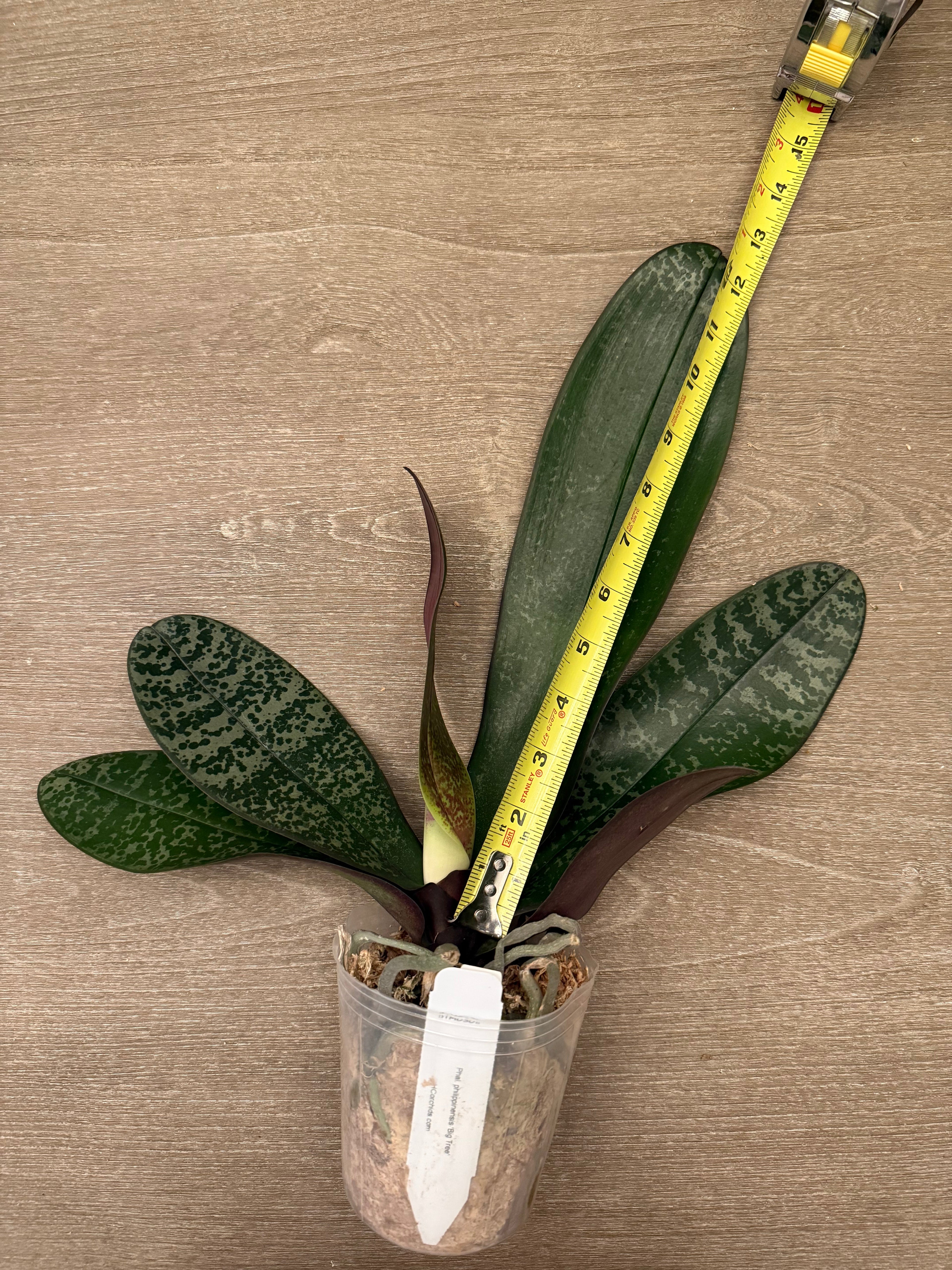 Phalaenopsis philippinensis ‘Big Tree’