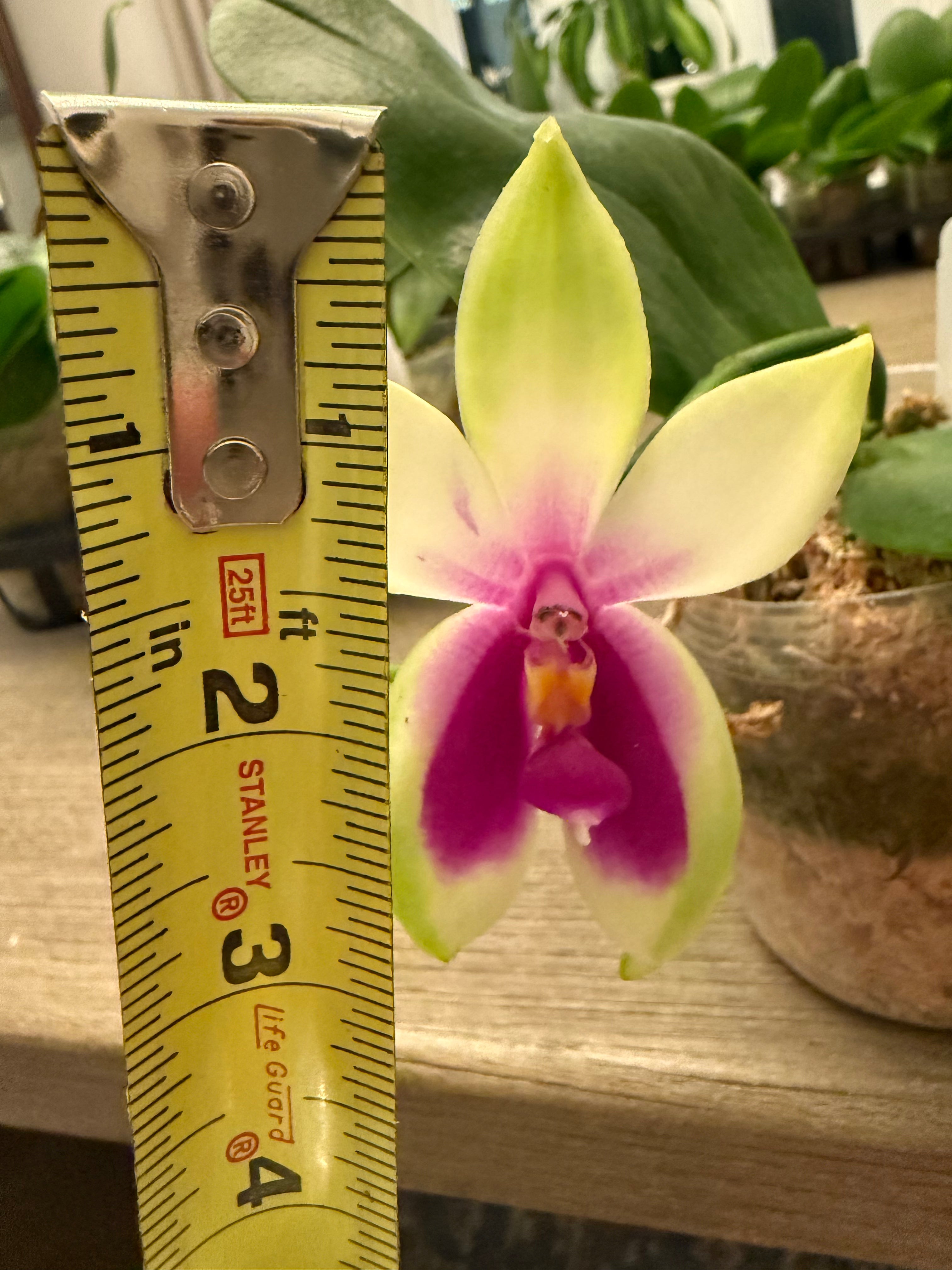 Phalaenopsis bellina Fire Type Select #7