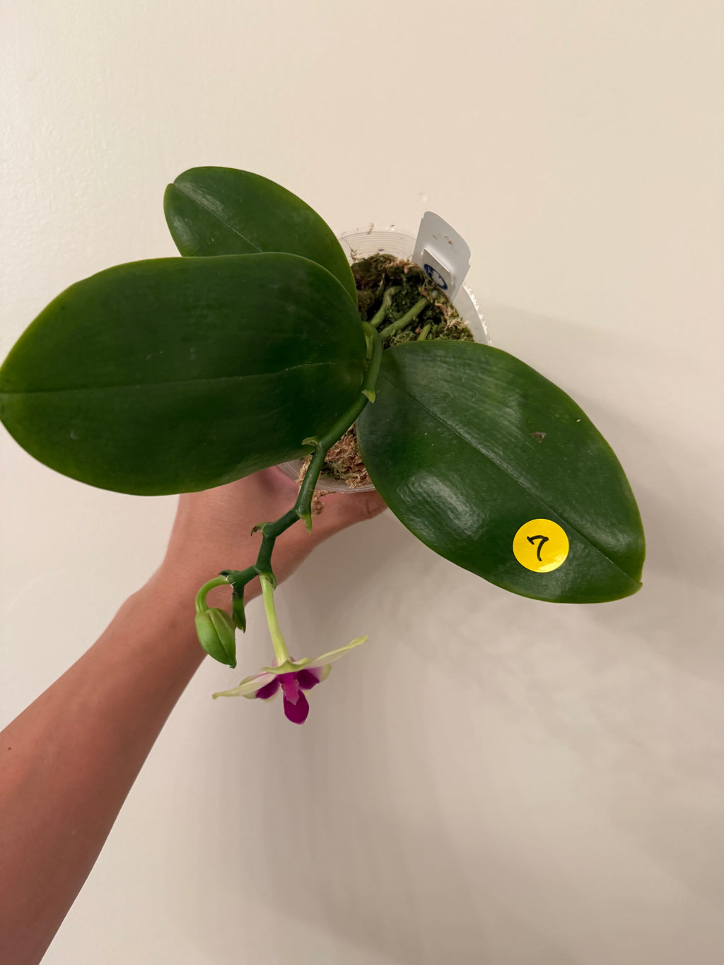 Phalaenopsis bellina Fire Type Select #7