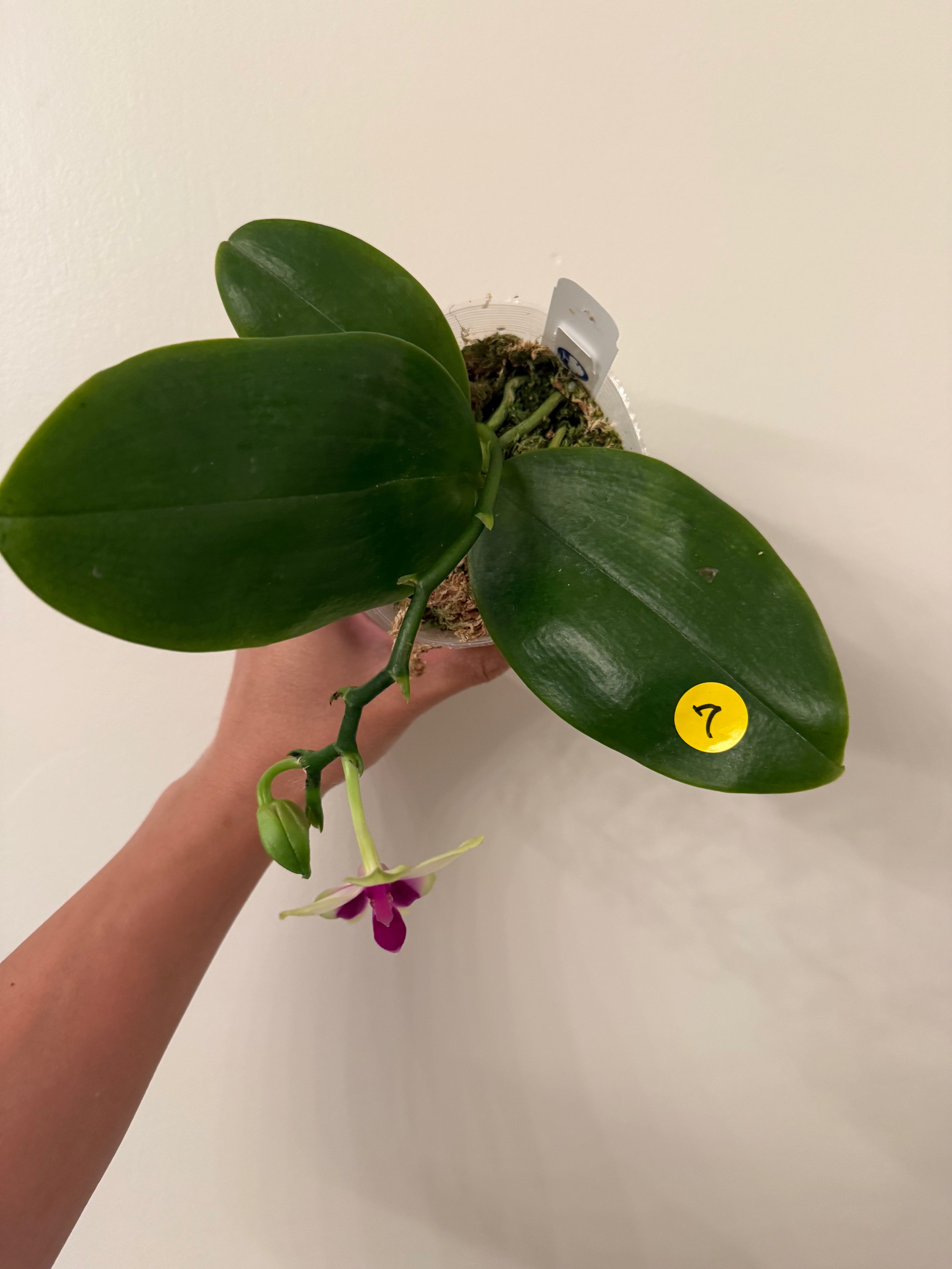 Phalaenopsis bellina Fire Type Select #7