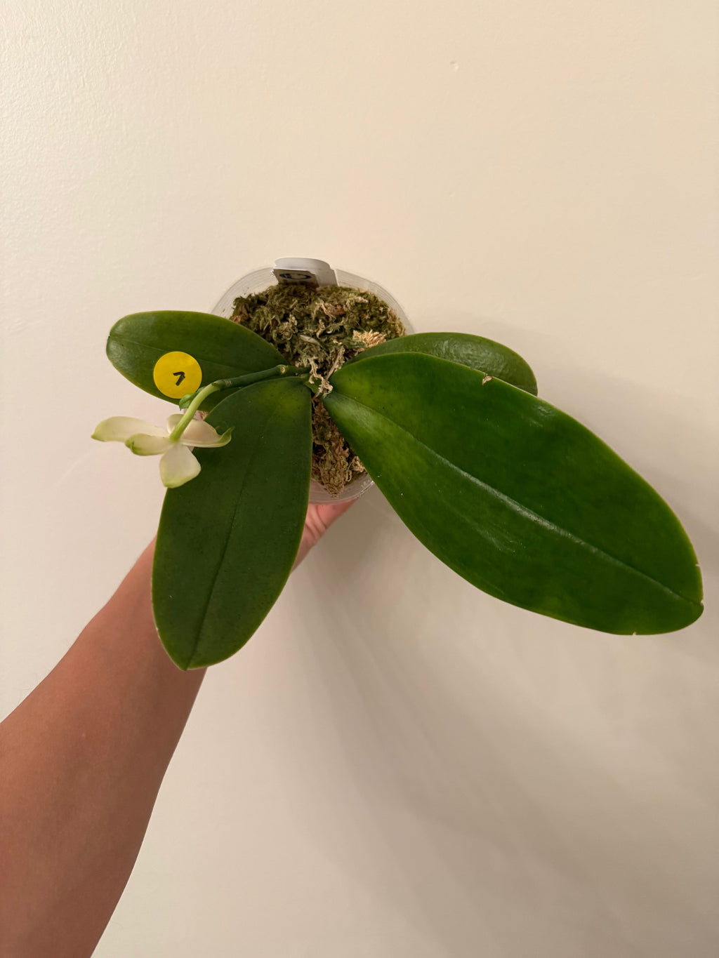 Phalaenopsis bellina Fire Type Select #2