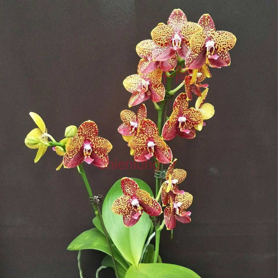 Phalaenopsis Chienlung Black Parrot ‘CL Snake’ AM/AOS YL175