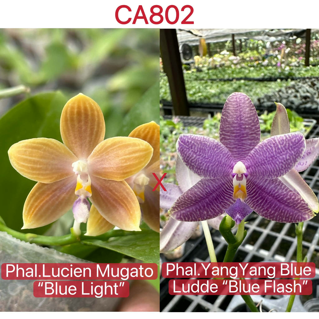 Phalaenopsis (Lucien Mugato x Yang Yang Black Ludde)