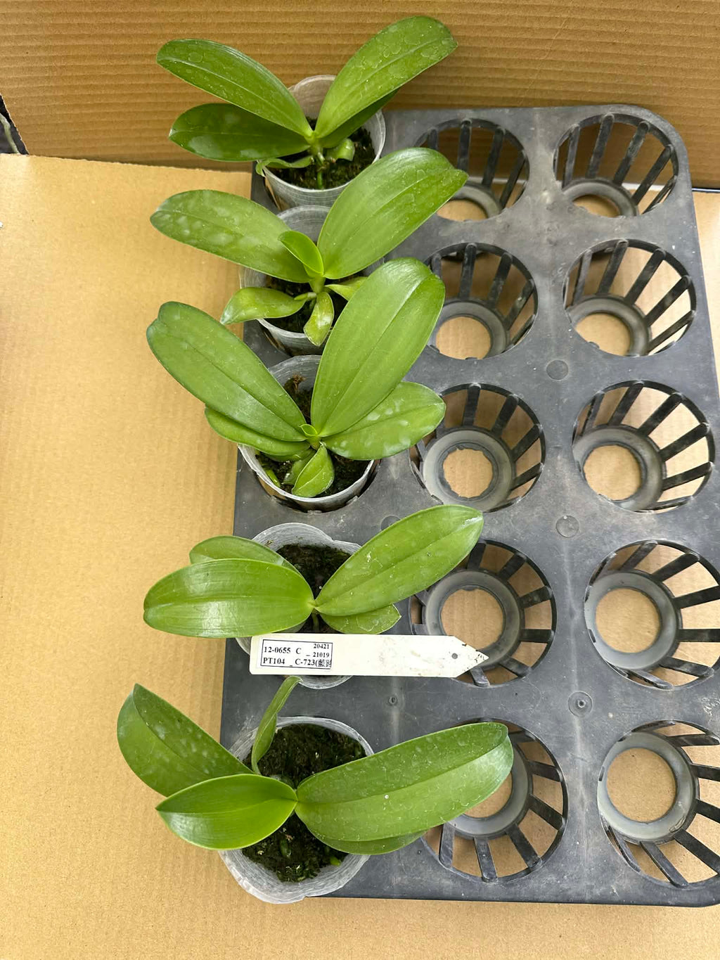 Phalaenopsis lueddemanniana coerulea x sib