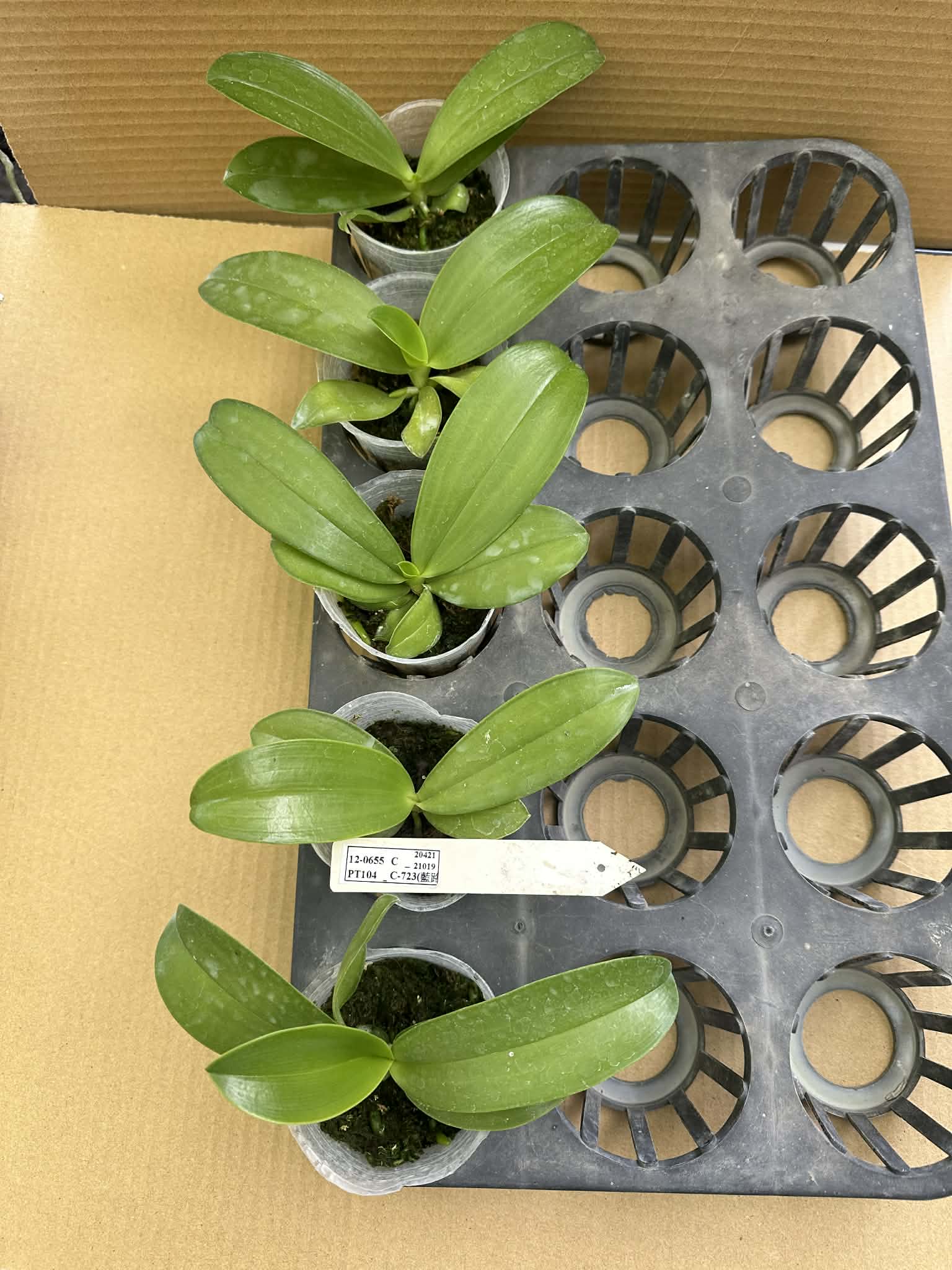 Phalaenopsis lueddemanniana coerulea x sib