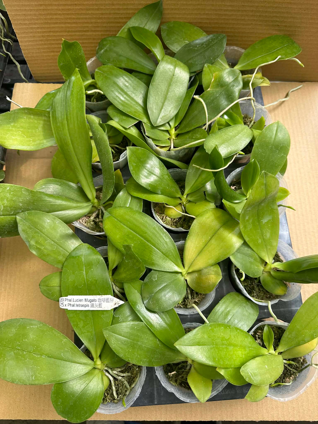 CA705 - Phalaenopsis (Lucien Mugato x tetraspis)