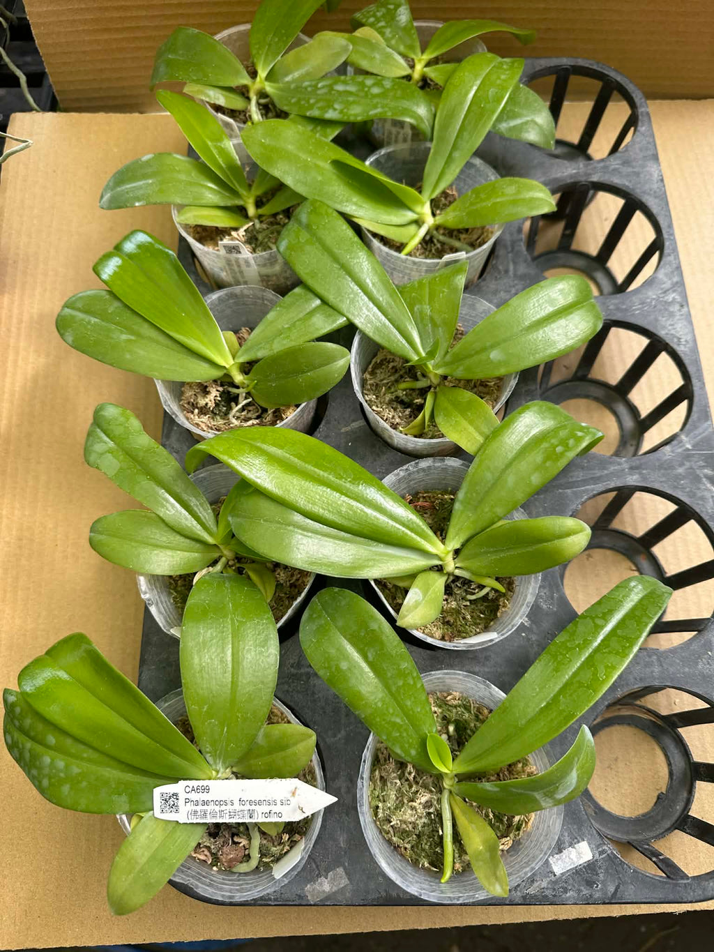 Phalaenopsis foresensis x sib
