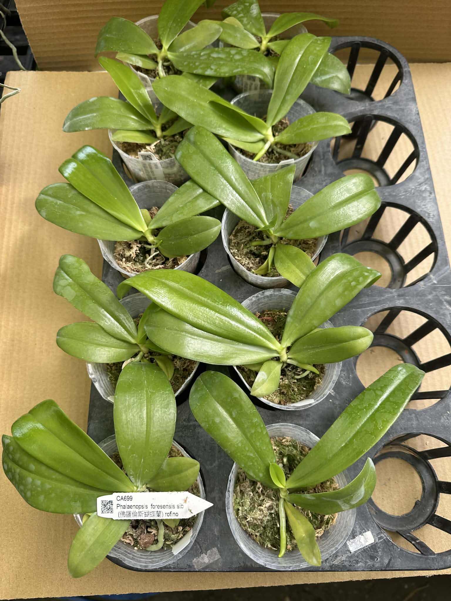 Phalaenopsis foresensis x sib