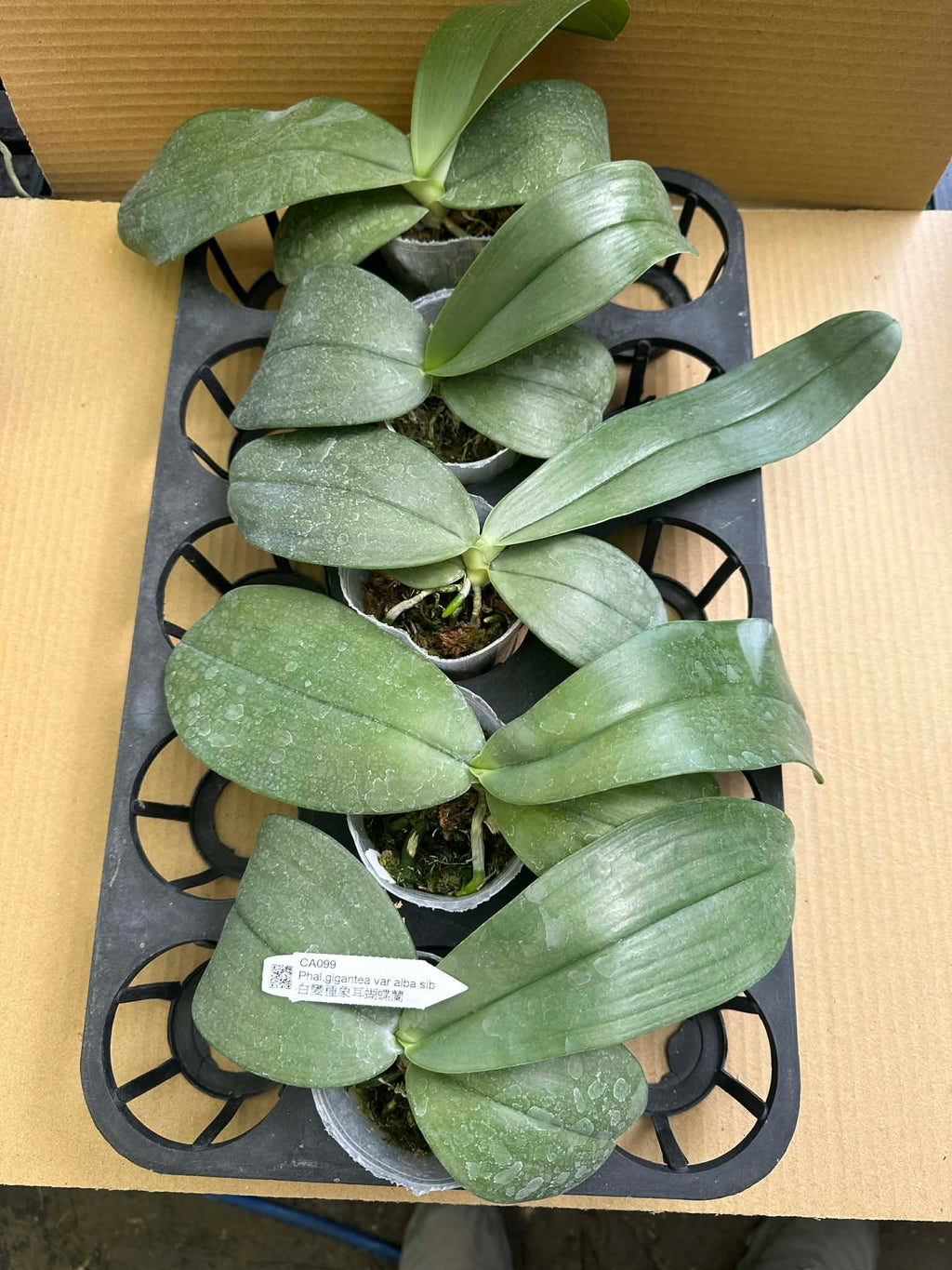 Phalaenopsis gigantea alba