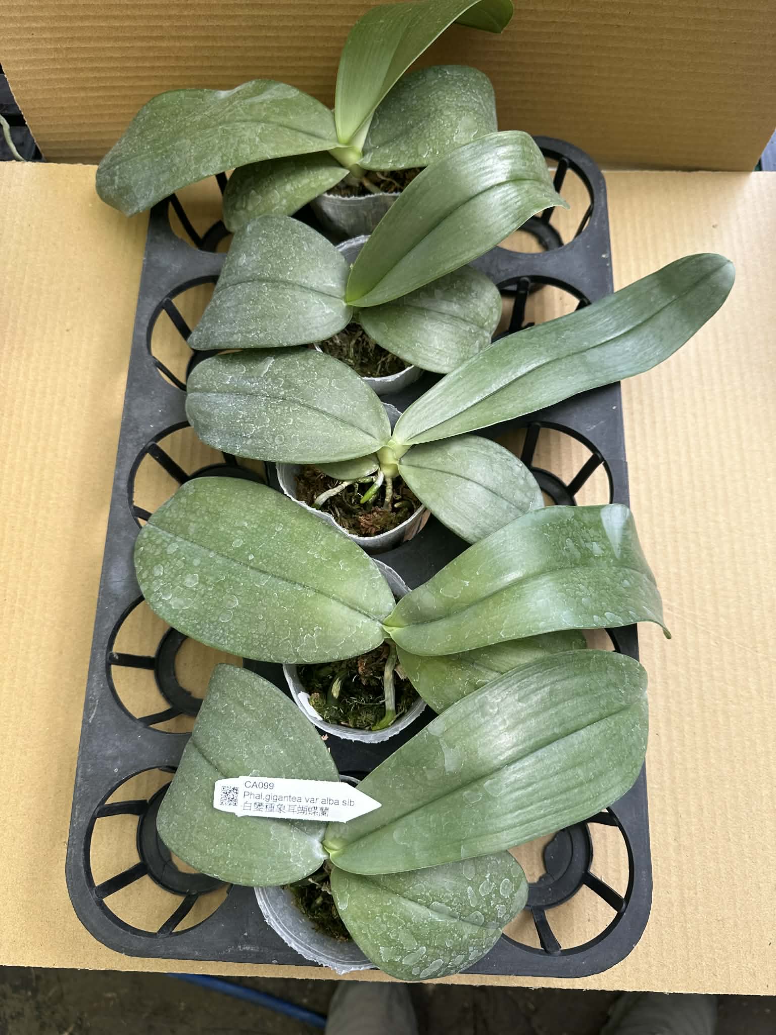 Phalaenopsis gigantea alba