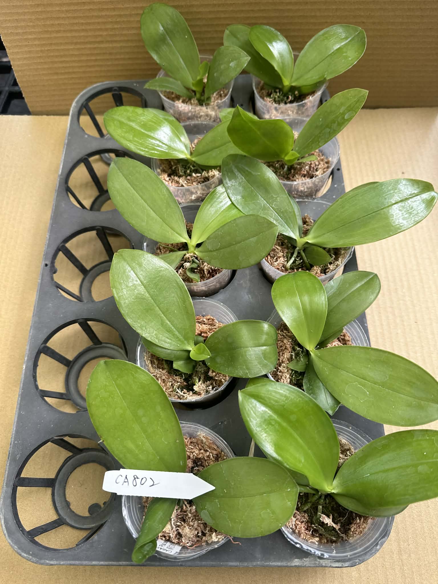 Phalaenopsis (Lucien Mugato x Yang Yang Black Ludde)