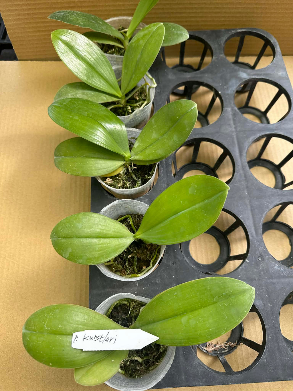 Phalaenopsis kunstleri