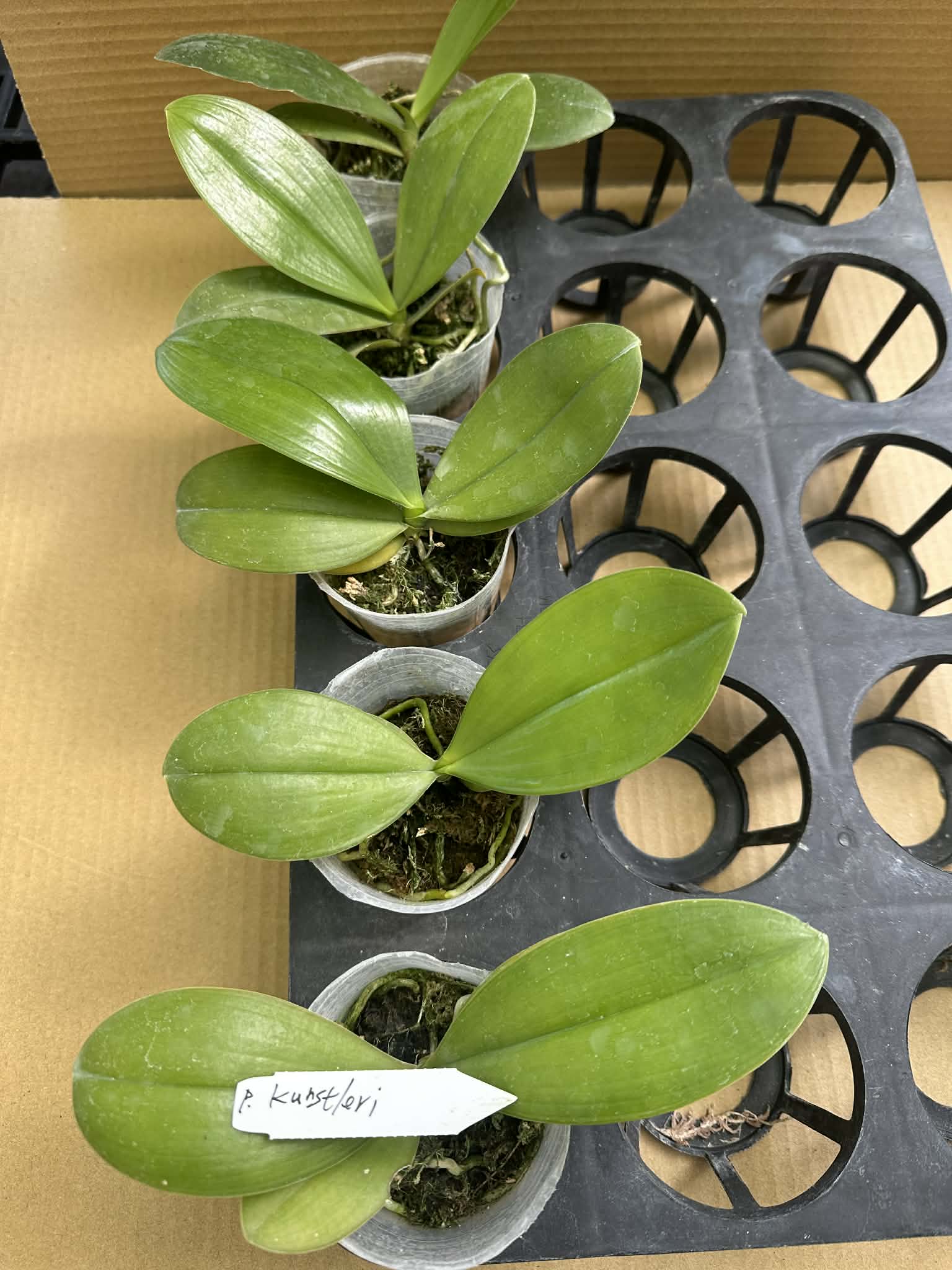Phalaenopsis kunstleri