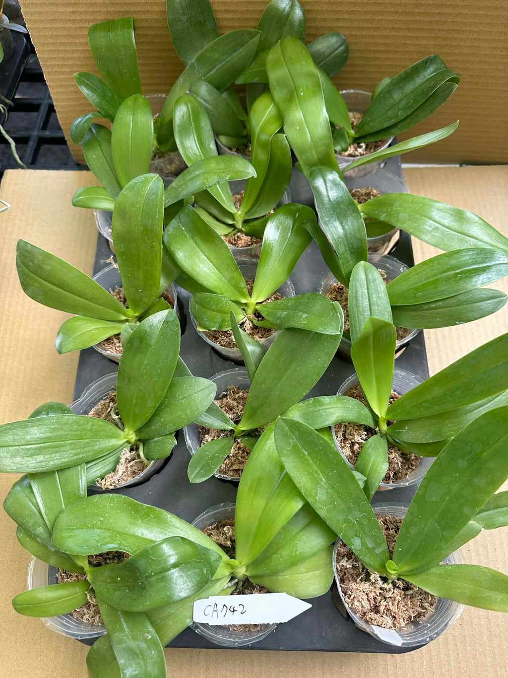 Phalaenopsis (Lioulin Blue Star x Lee Wai Queen)