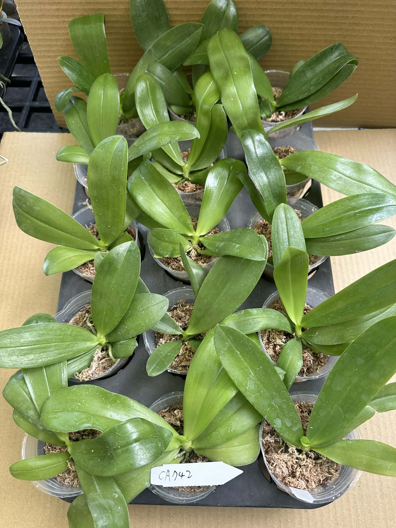 Phalaenopsis (Lioulin Blue Star x Lee Wai Queen)