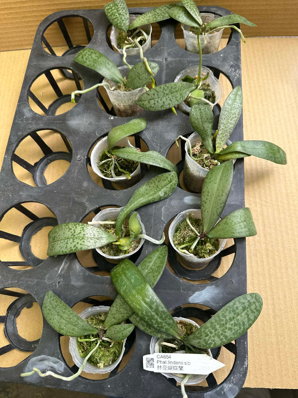Phalaenopsis lindenii x sib
