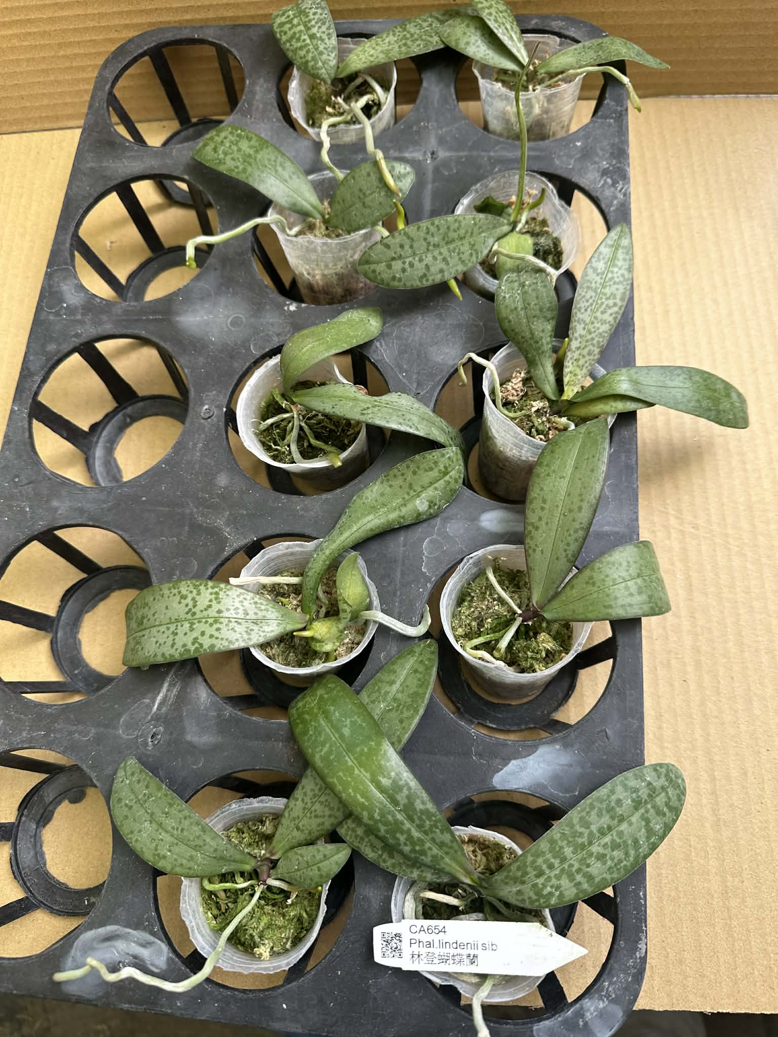 Phalaenopsis lindenii x sib