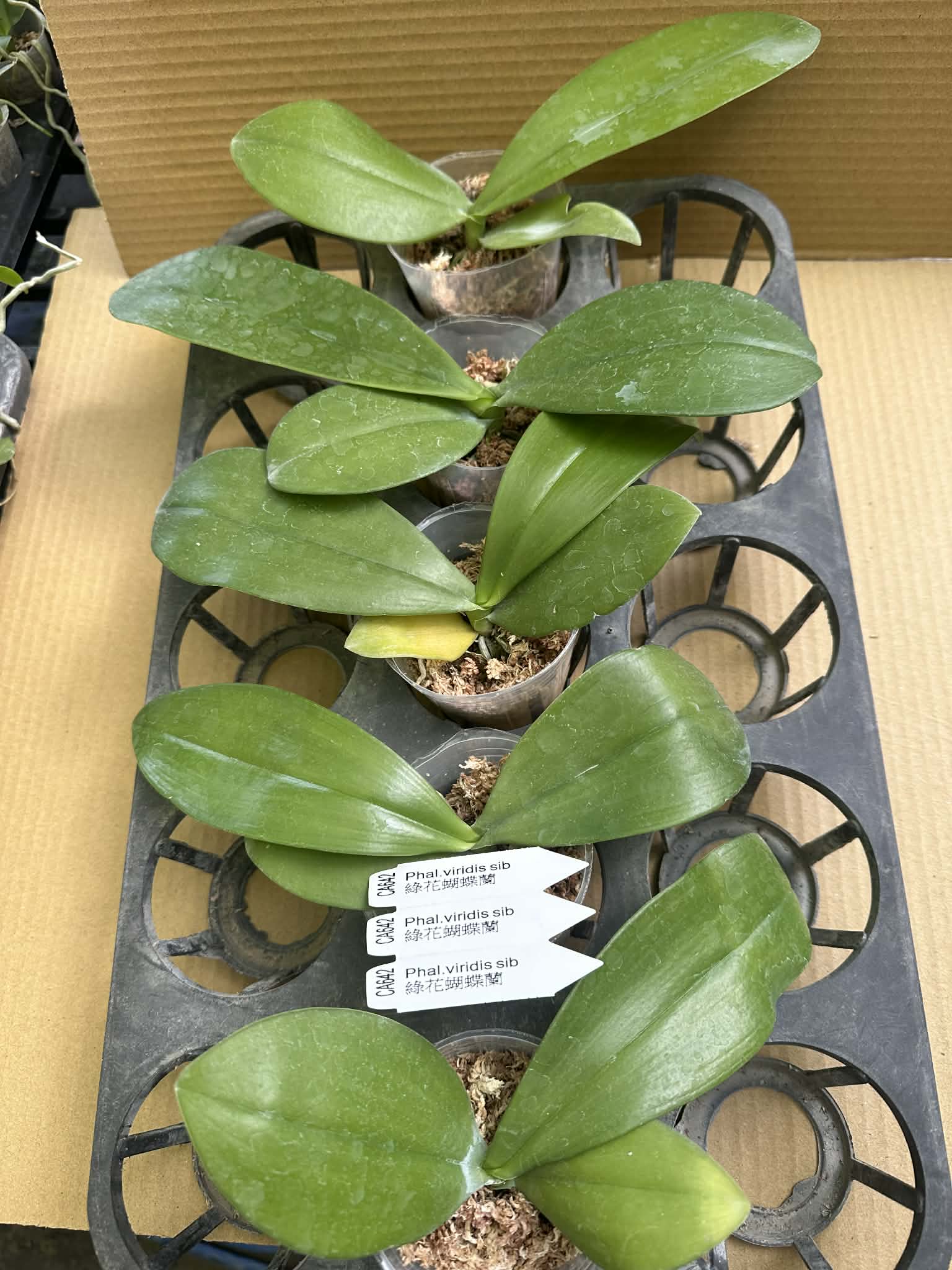 Phalaenopsis viridis