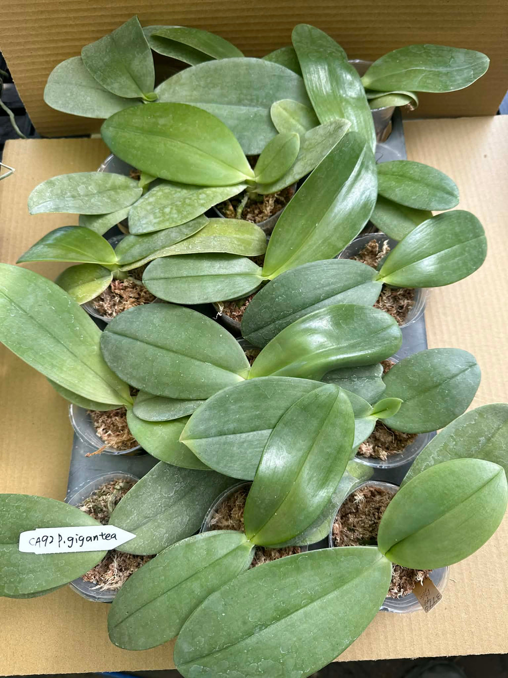 Phalaenopsis gigantea