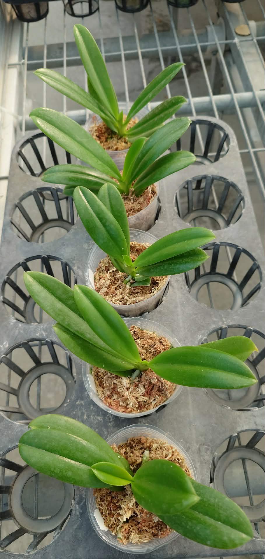 Phalaenopsis pantherina alba 'YL'