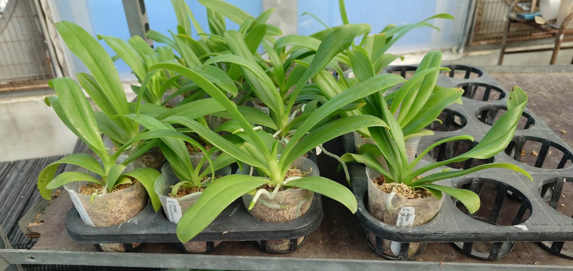 Phalaenopsis pantherina 'Chiba' SM/TOGA X self
