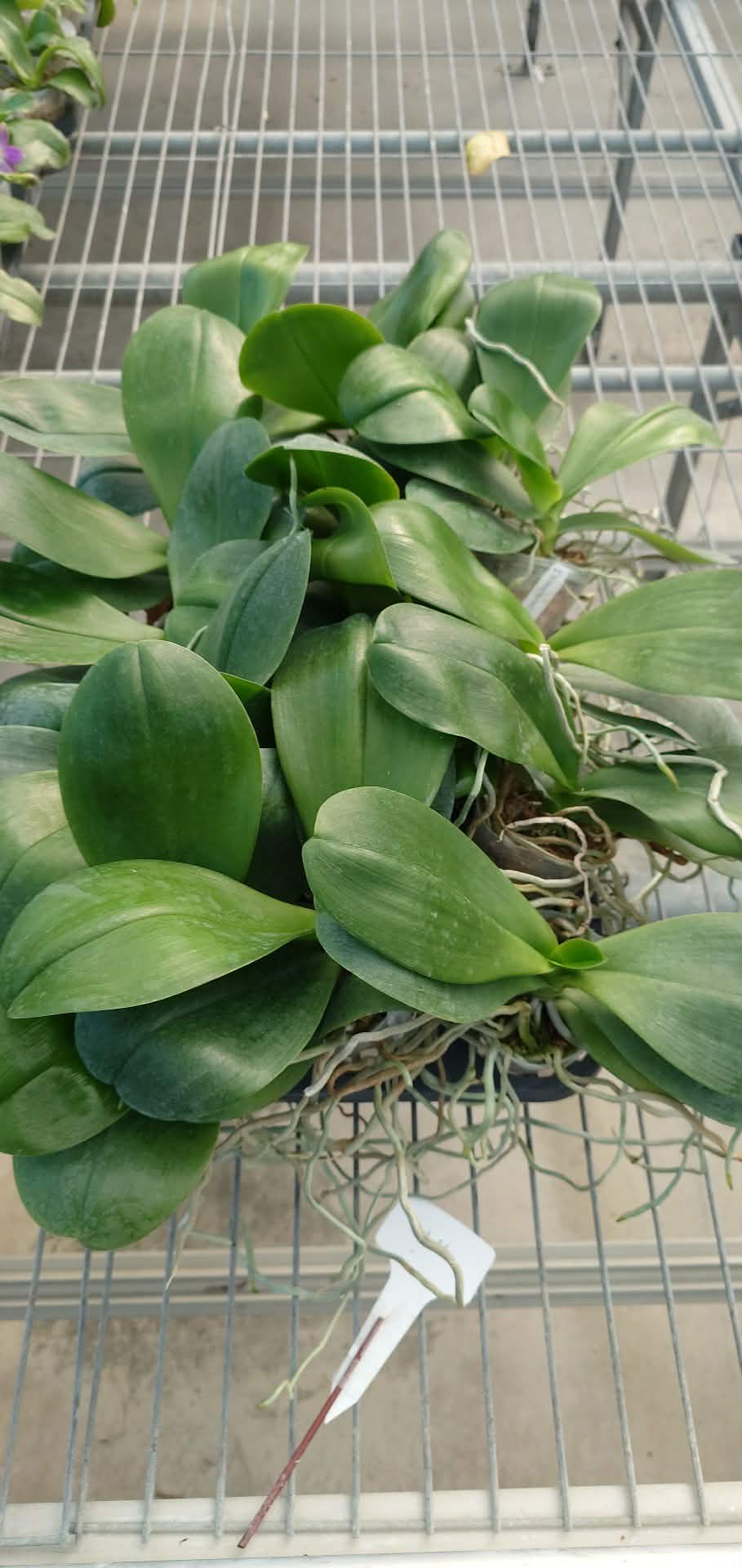 Phalaenopsis Chienlung Black Parrot ‘CL Snake’ AM/AOS YL175