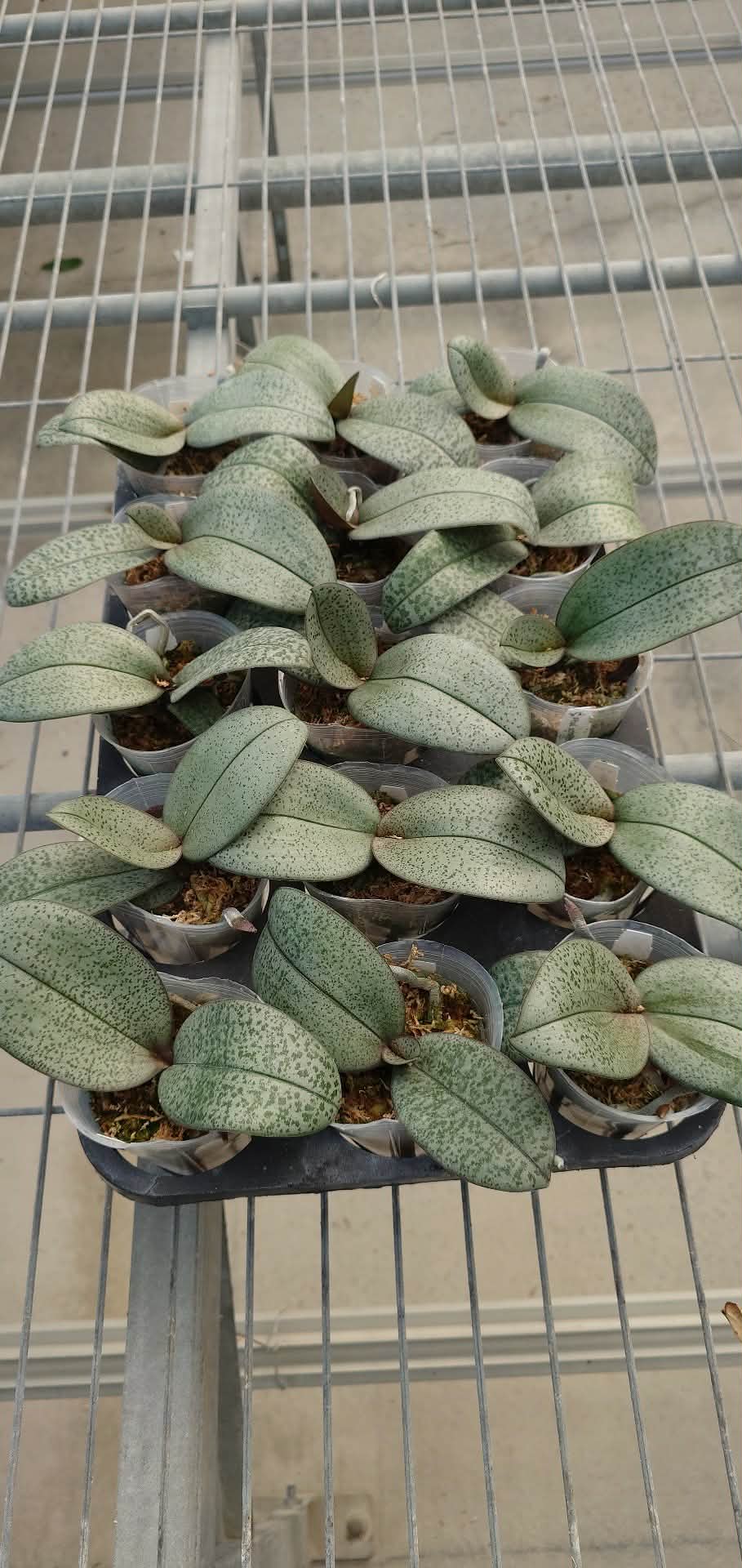 Phalaenopsis schilleriana 'YL101'