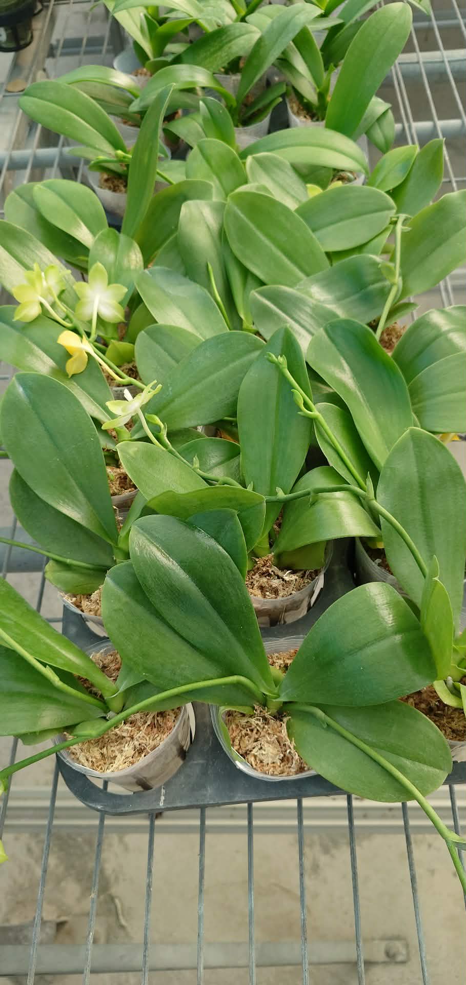 Phalaenopsis Rainbow Falconer