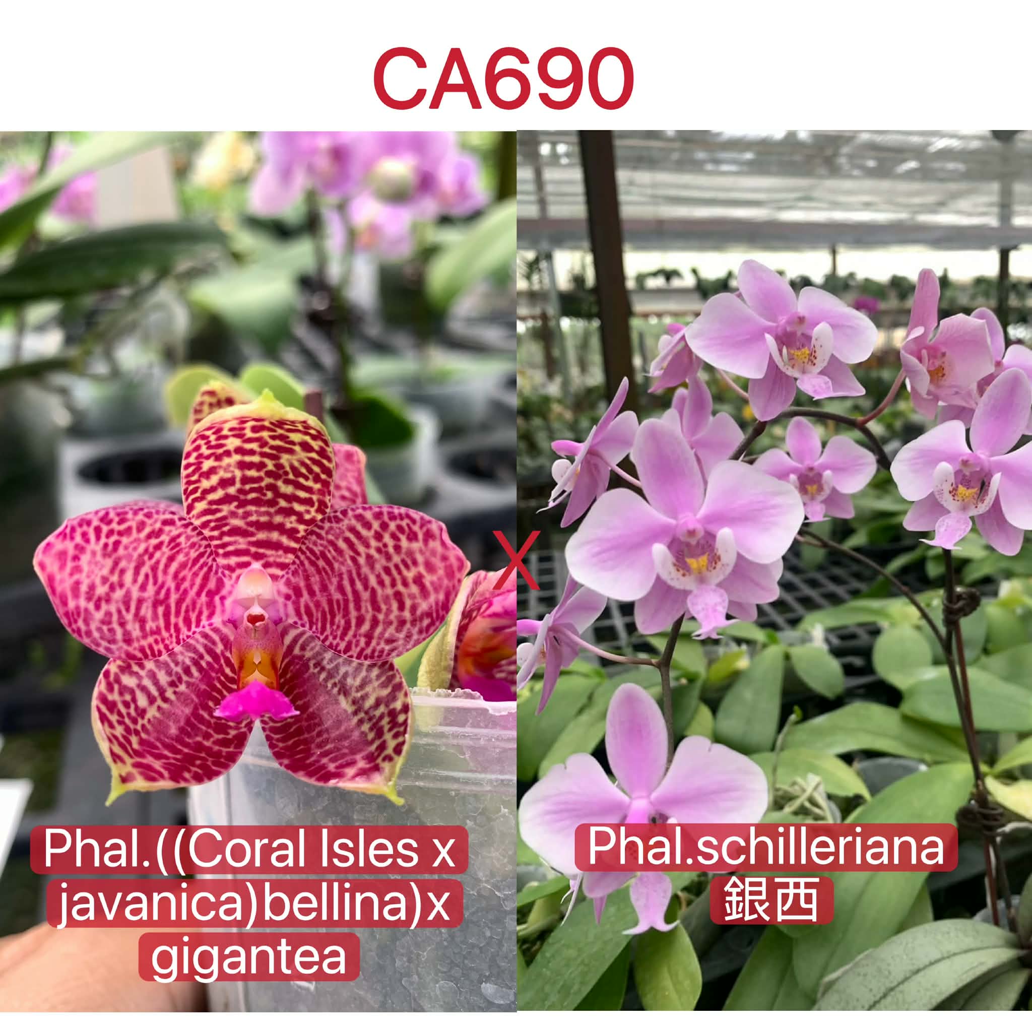 Phalaenopsis ((Coral Isles x javanica x bellina) x gigantea) x schilleriana